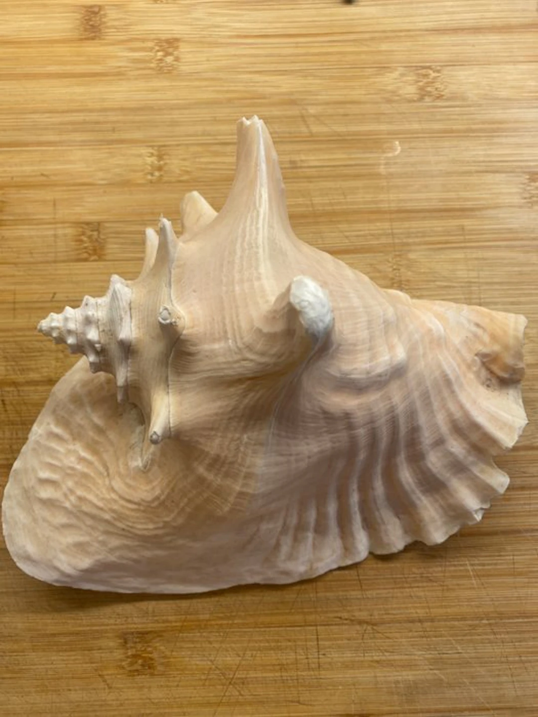Conch Sea shell - Famiglia delle muricidae (No reserve price)