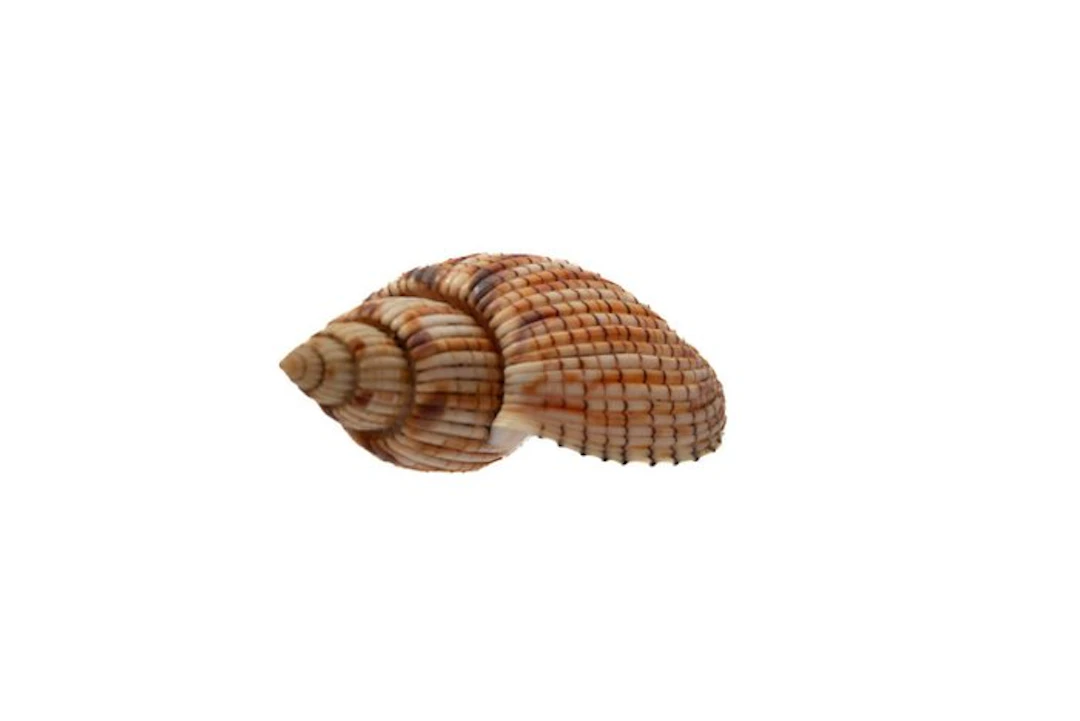 Lyria kurodai 112mm GIANT SIZE - GEM Quality - Nha Trang...