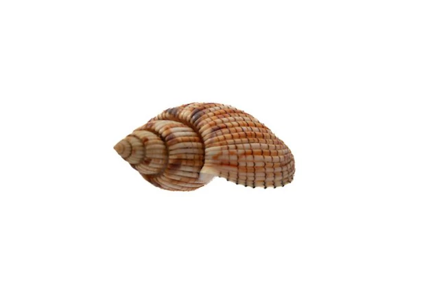 Lyria kurodai 112mm GIANT SIZE - GEM Quality - Nha Trang...