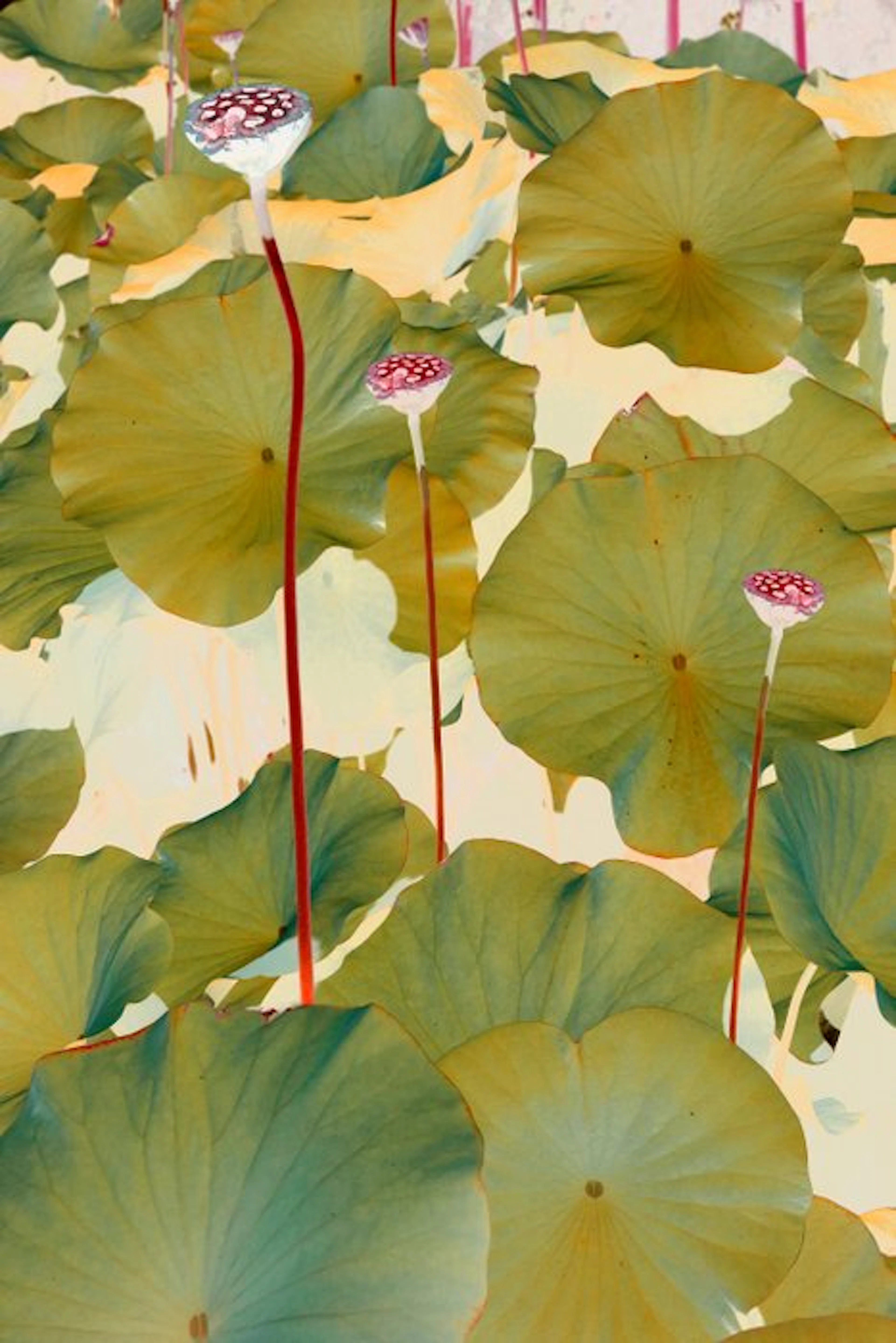 Susana Galbis - Floating flores