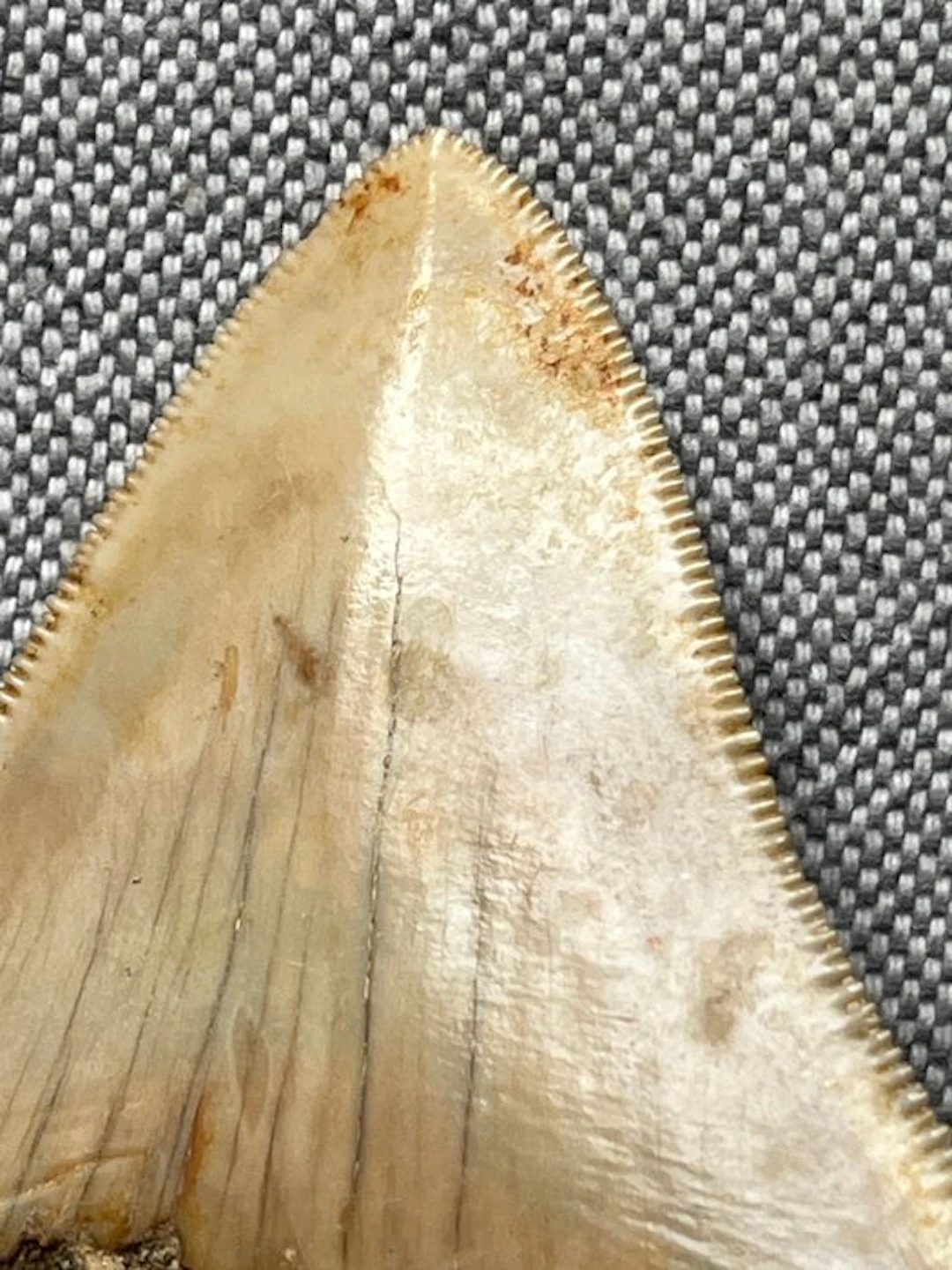 Megalodon tooth 6,8 cm - Fossil tooth - Carcharocles...