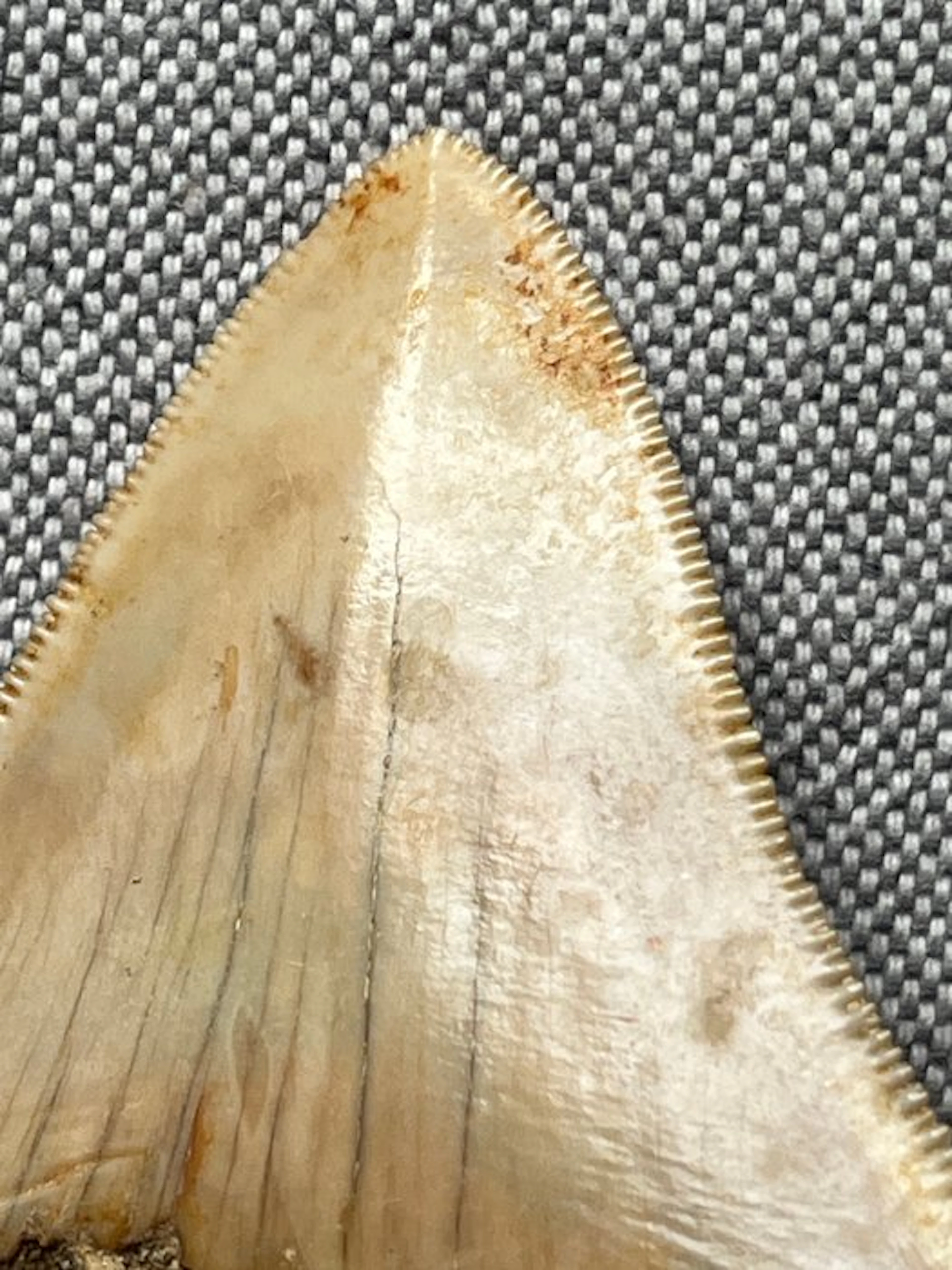 Megalodon tooth 6,8 cm - Fossil tooth - Carcharocles...