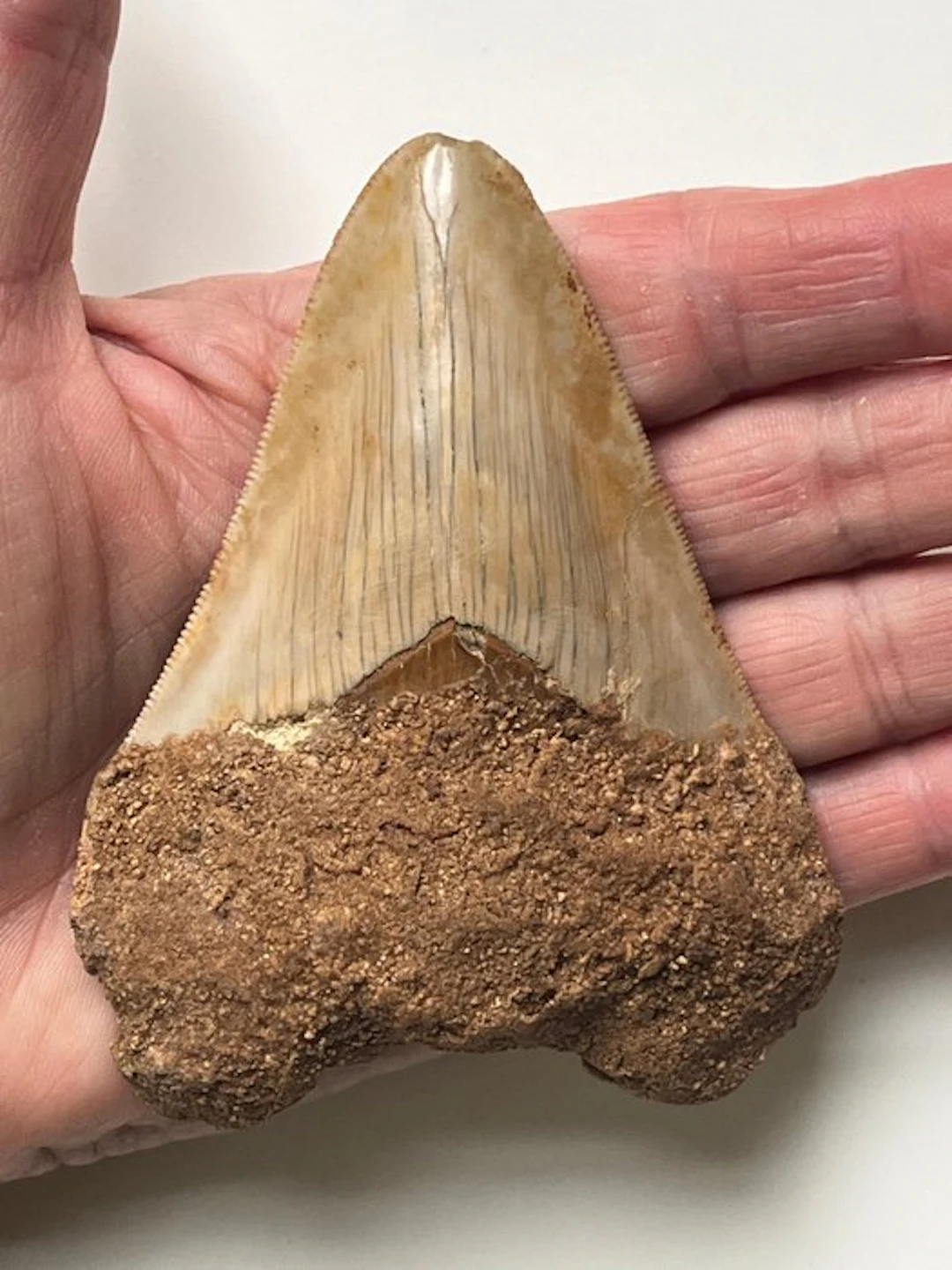 Megalodon tooth 10,2 cm - Fossil tooth - Carcharocles megalodon
