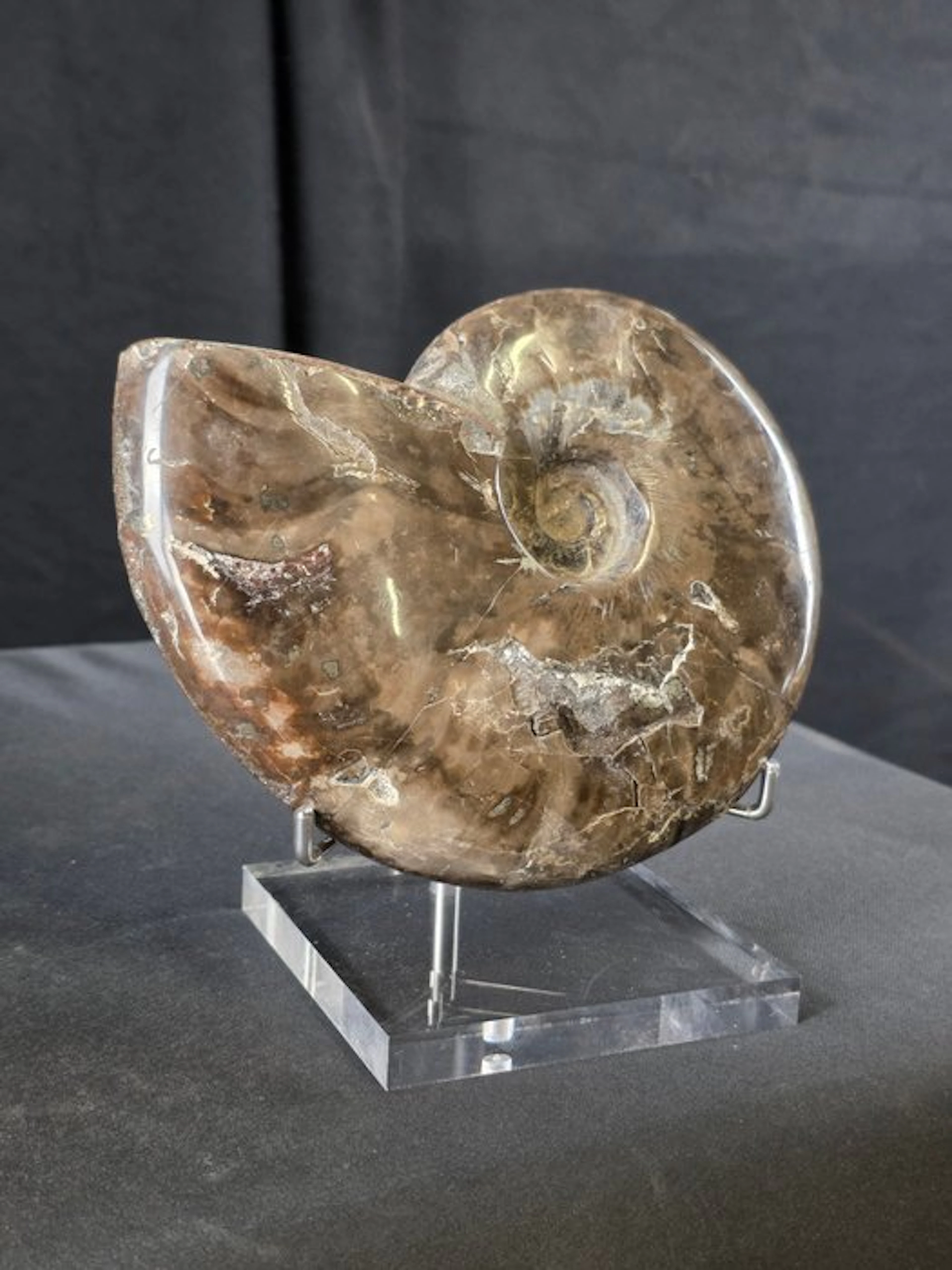 Ammonite - Fossilised animal - Ammonite Cleoniceras on elegant display stand