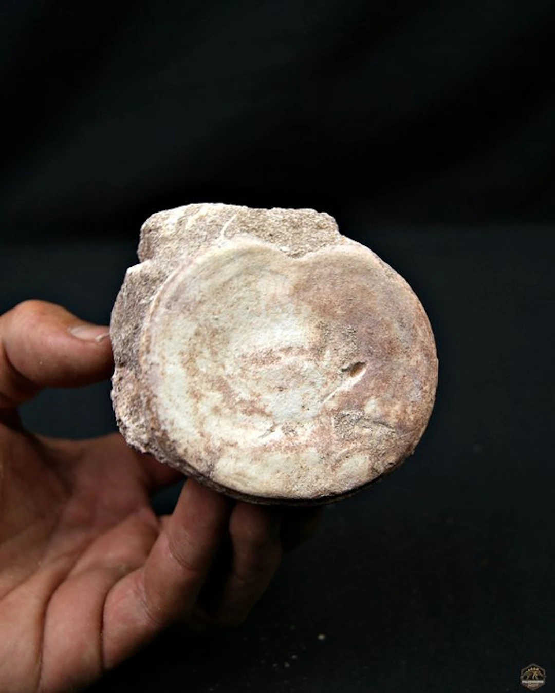 Plesiosaur - Fossil vertebra bone - Vértebra fósil de...