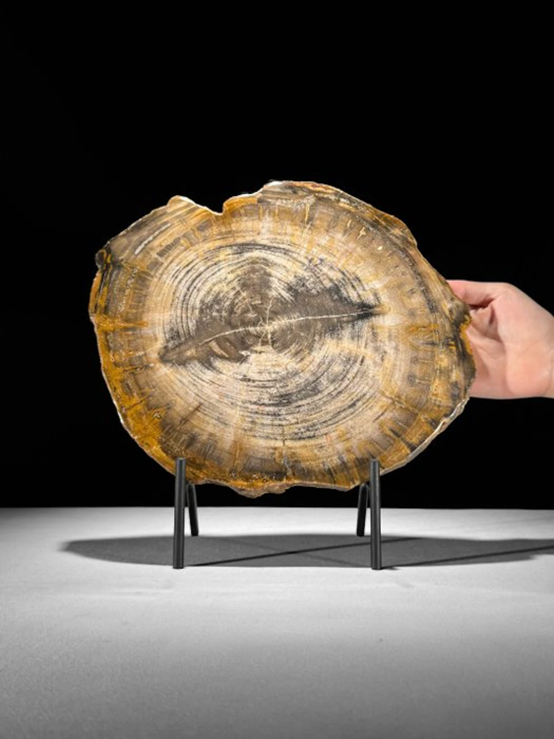 Beautiful Slice of Petrified Wood on a custom stand...