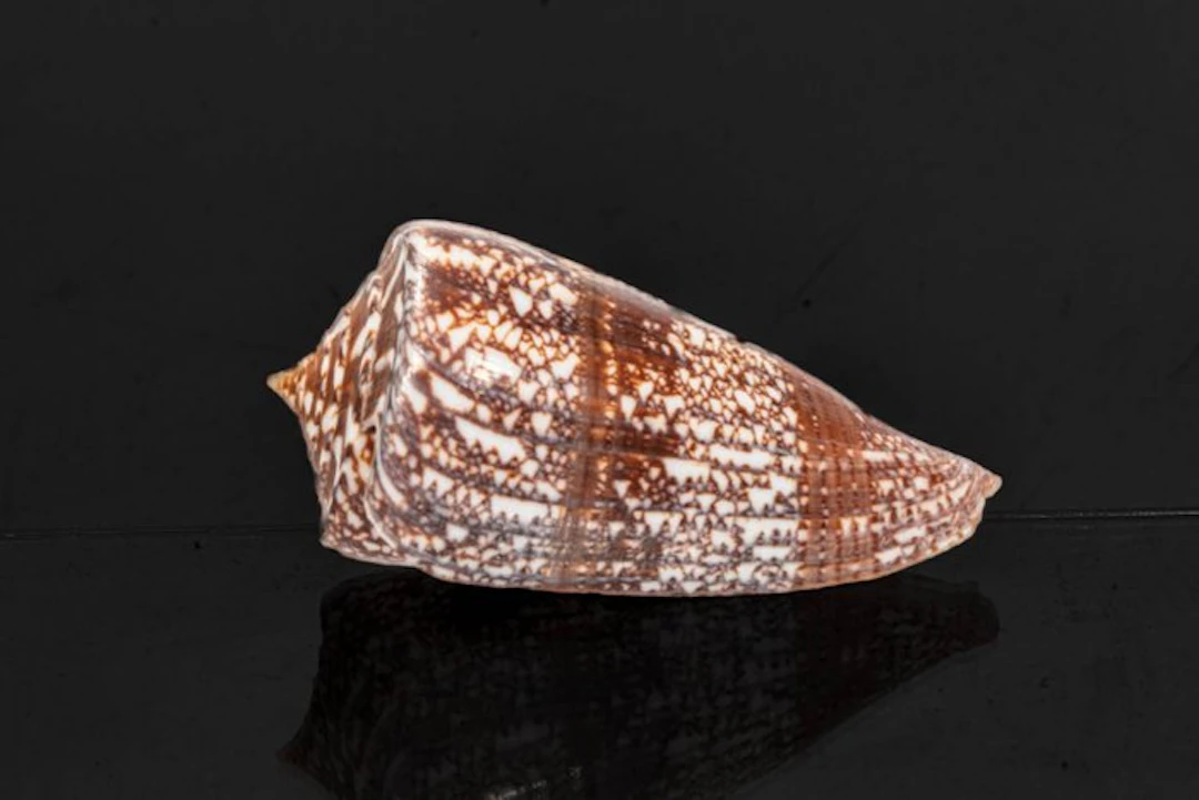 Sea snail┼ GEM ┼ Skeleton - Conus amadis - der Nachtjäger...