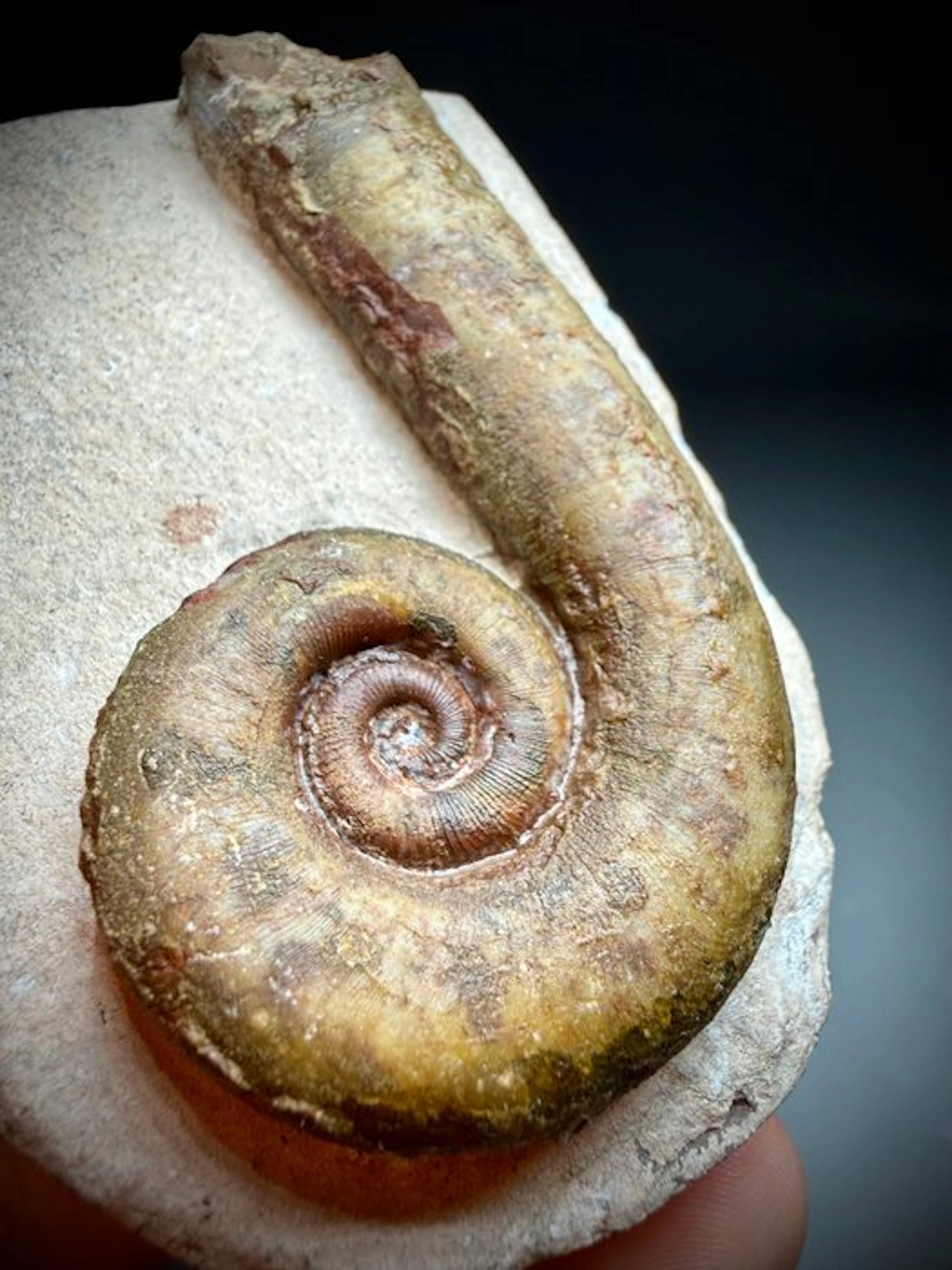 Stunning cephalopod fossils - Fossilised shell - Lituites