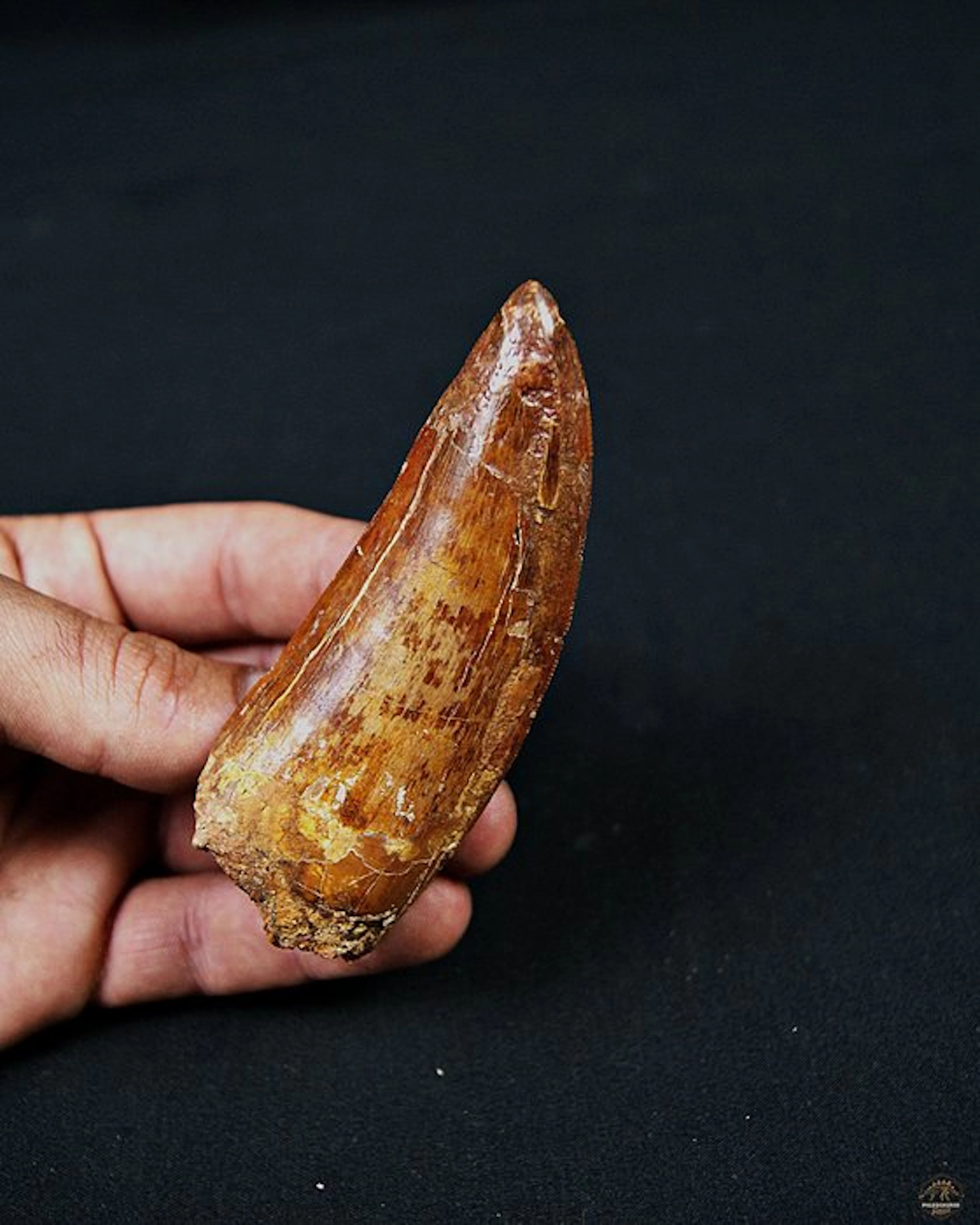 Dinosaur - Fossil tooth - Carcharodontosaurus saharicus - 9.8 cm