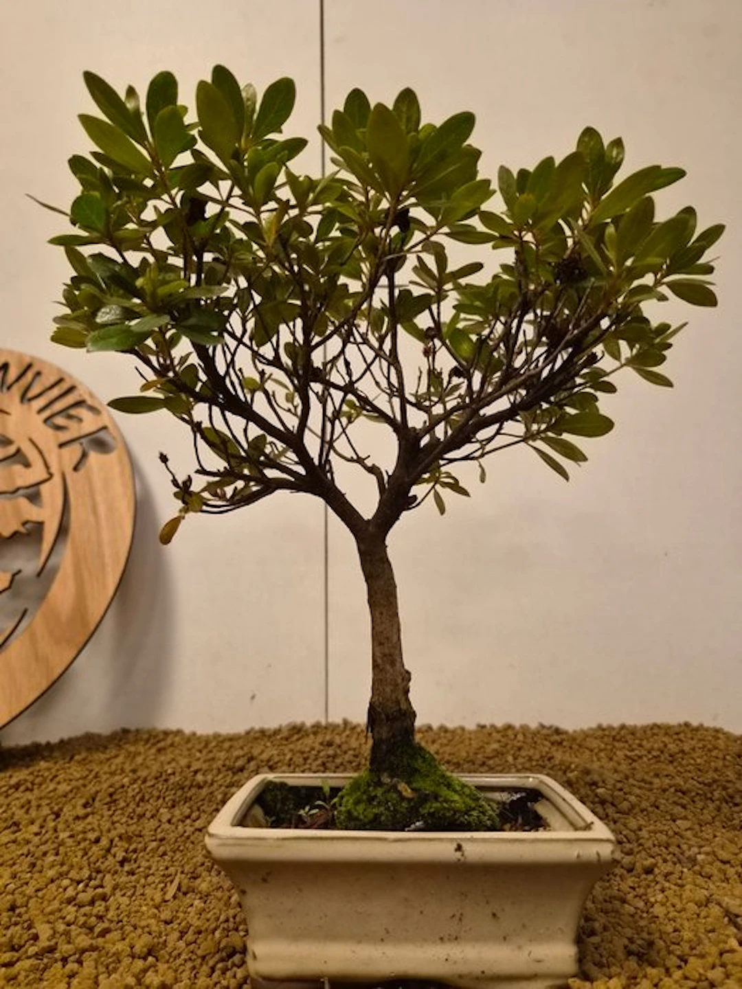 Azalea bonsai (Rhododendron) - Height (Tree): 30 cm...