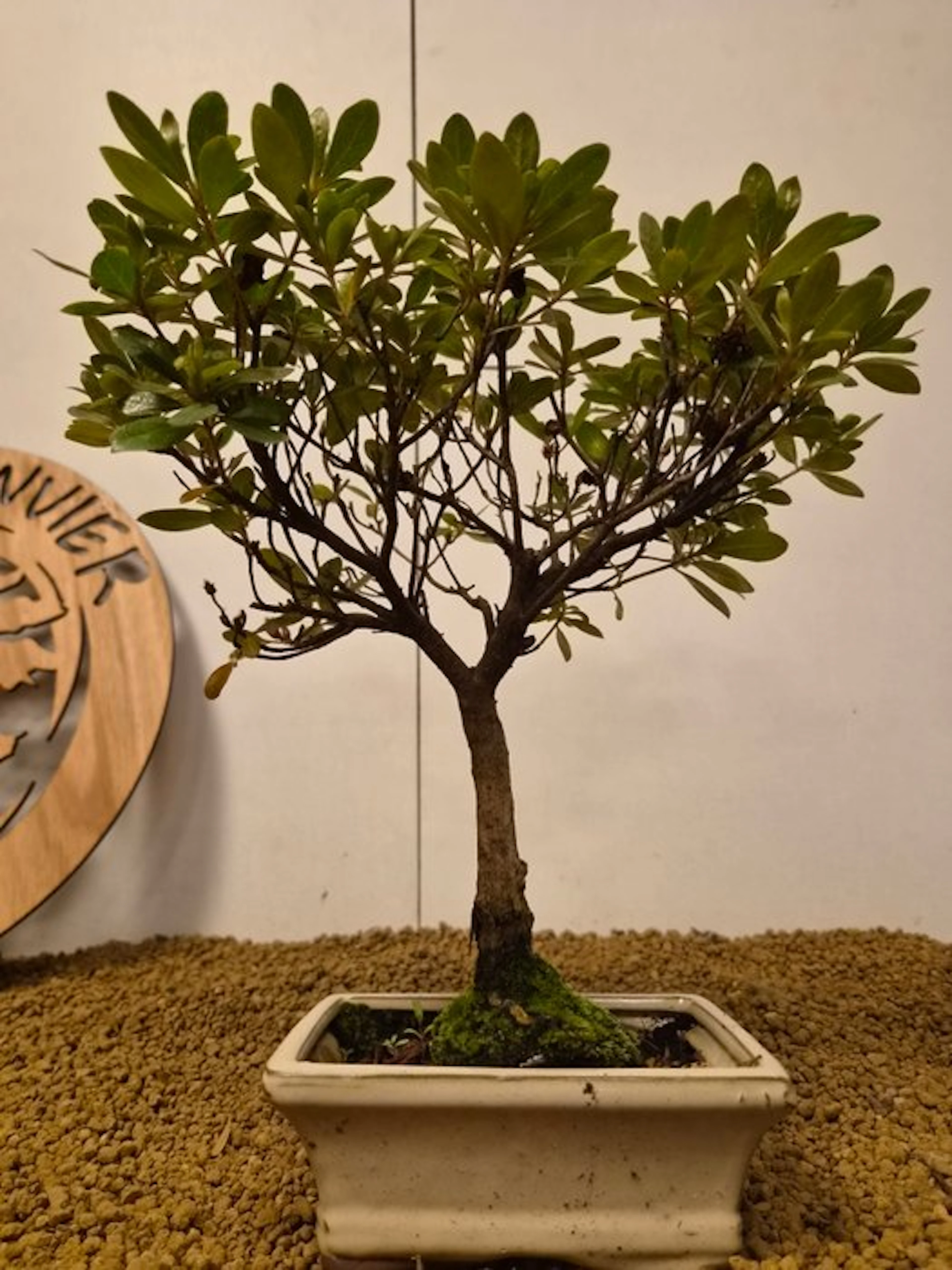 Azalea bonsai (Rhododendron) - Height (Tree): 30 cm...