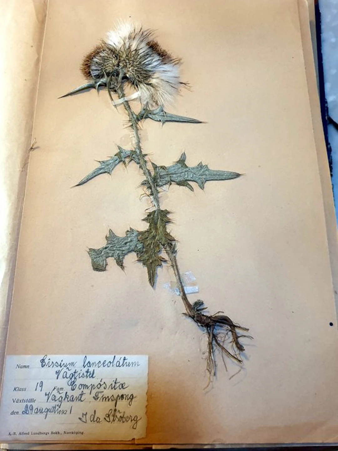 Ida Stober / Alice Eke - Swedish Herbarium - 1919-1923
