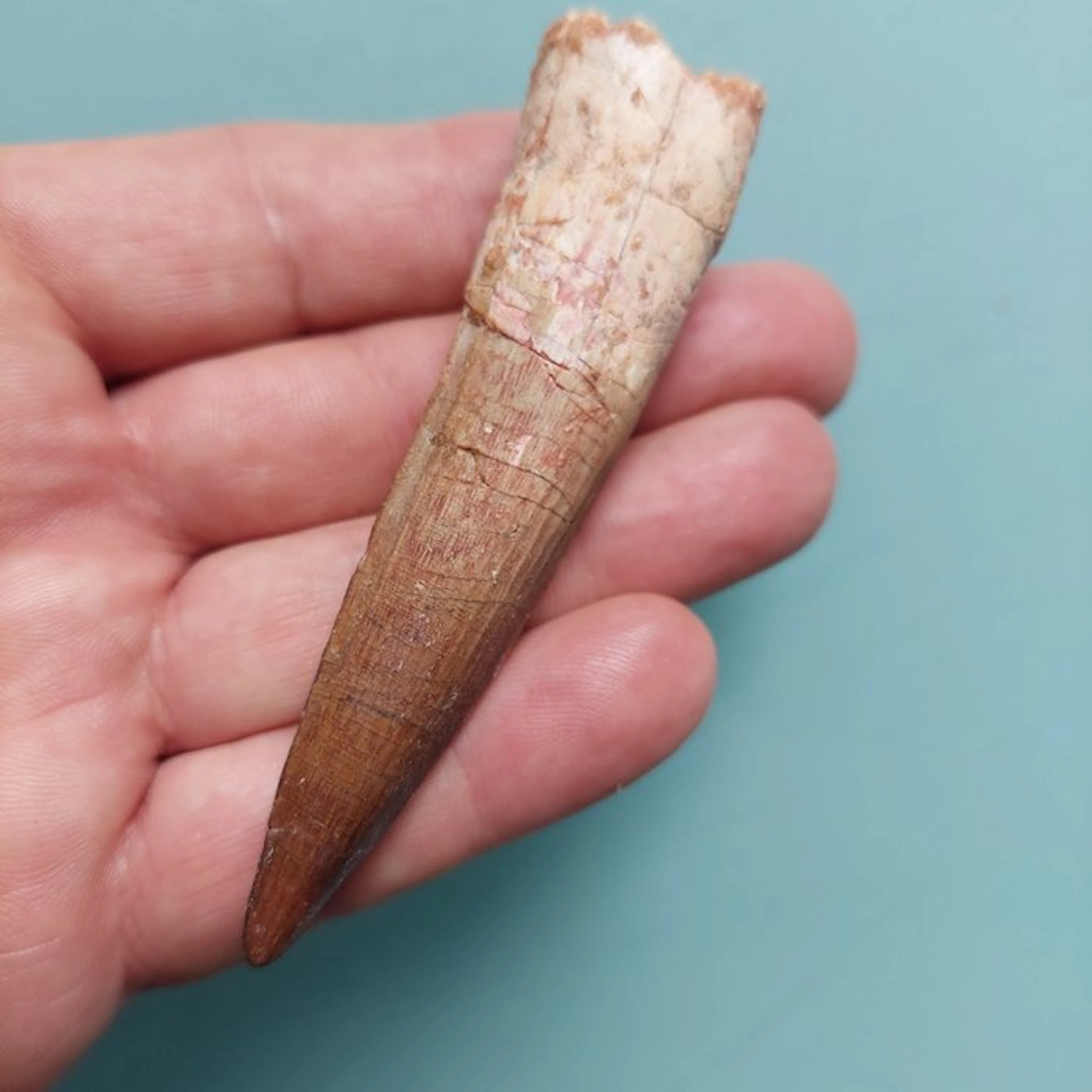 Spinosaur - Fossil tooth - 96 mm - 25 mm