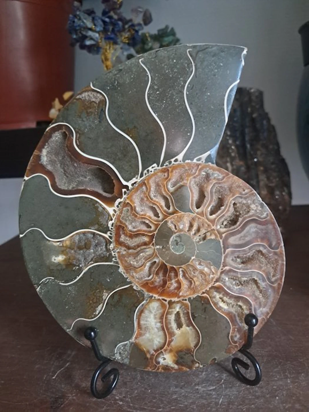 Ammonite - Fossilised animal - cleoniceras - 15.3 cm...