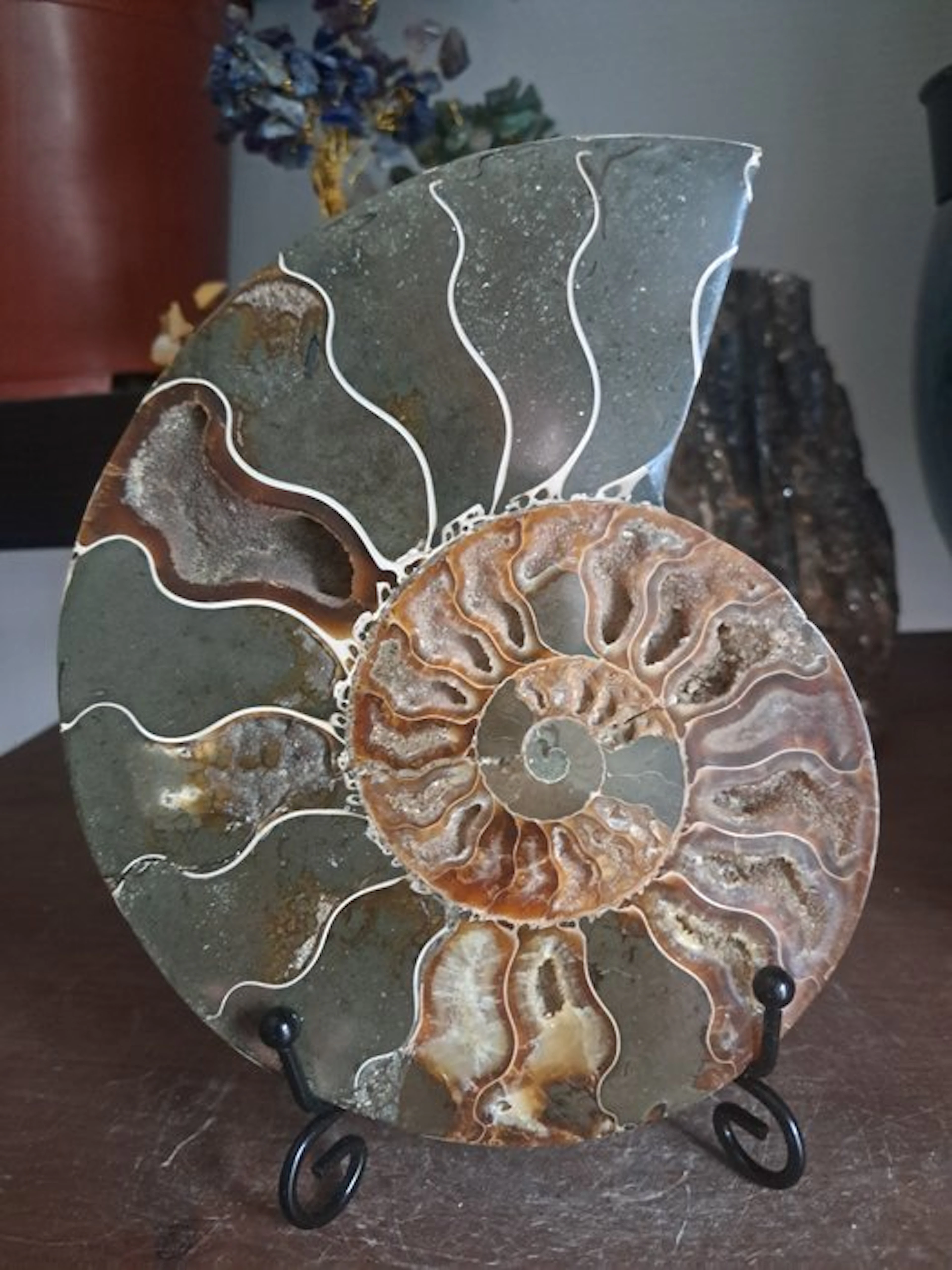 Ammonite - Fossilised animal - cleoniceras - 15.3 cm...