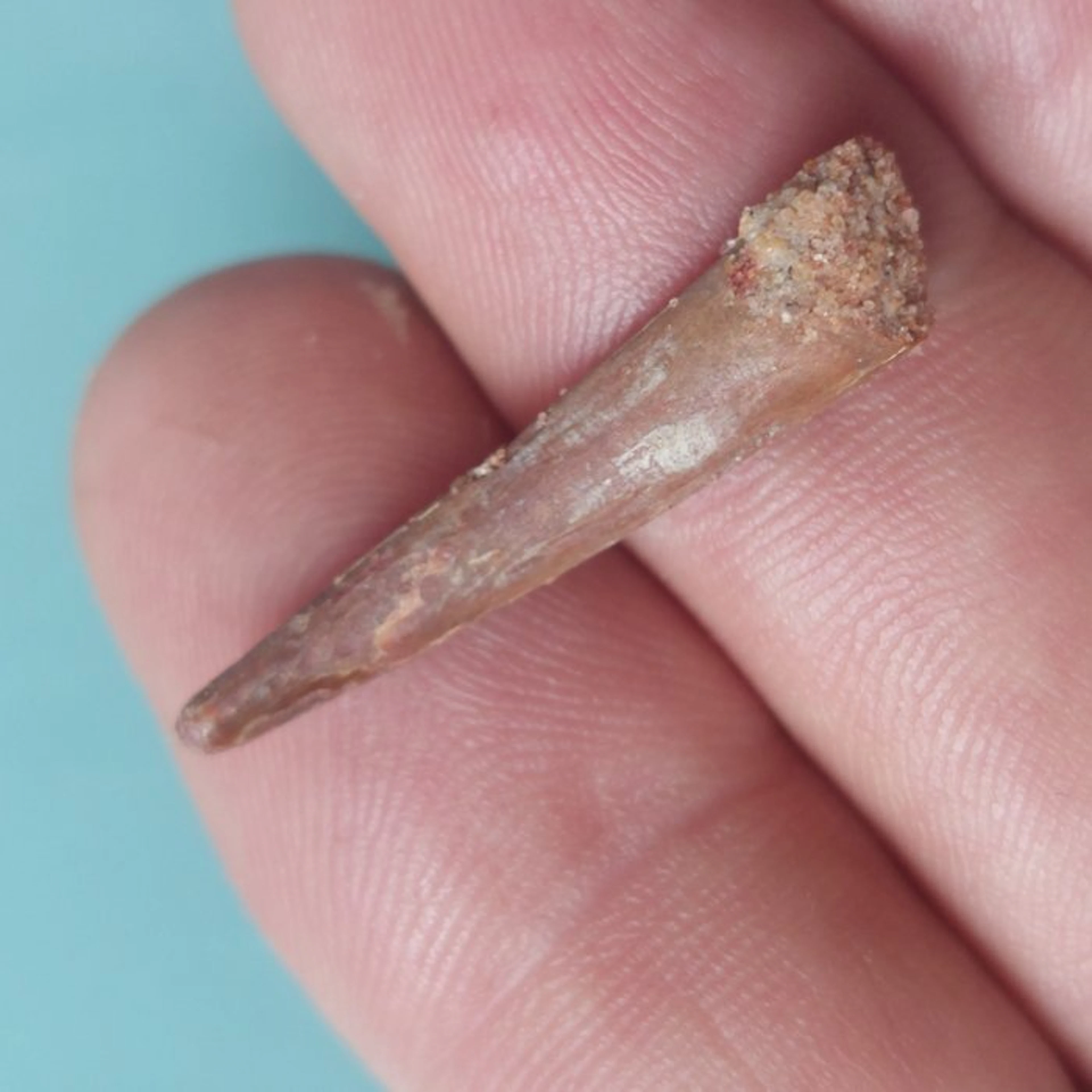Pterosaur - Fossil tooth - 32 mm - 8 mm