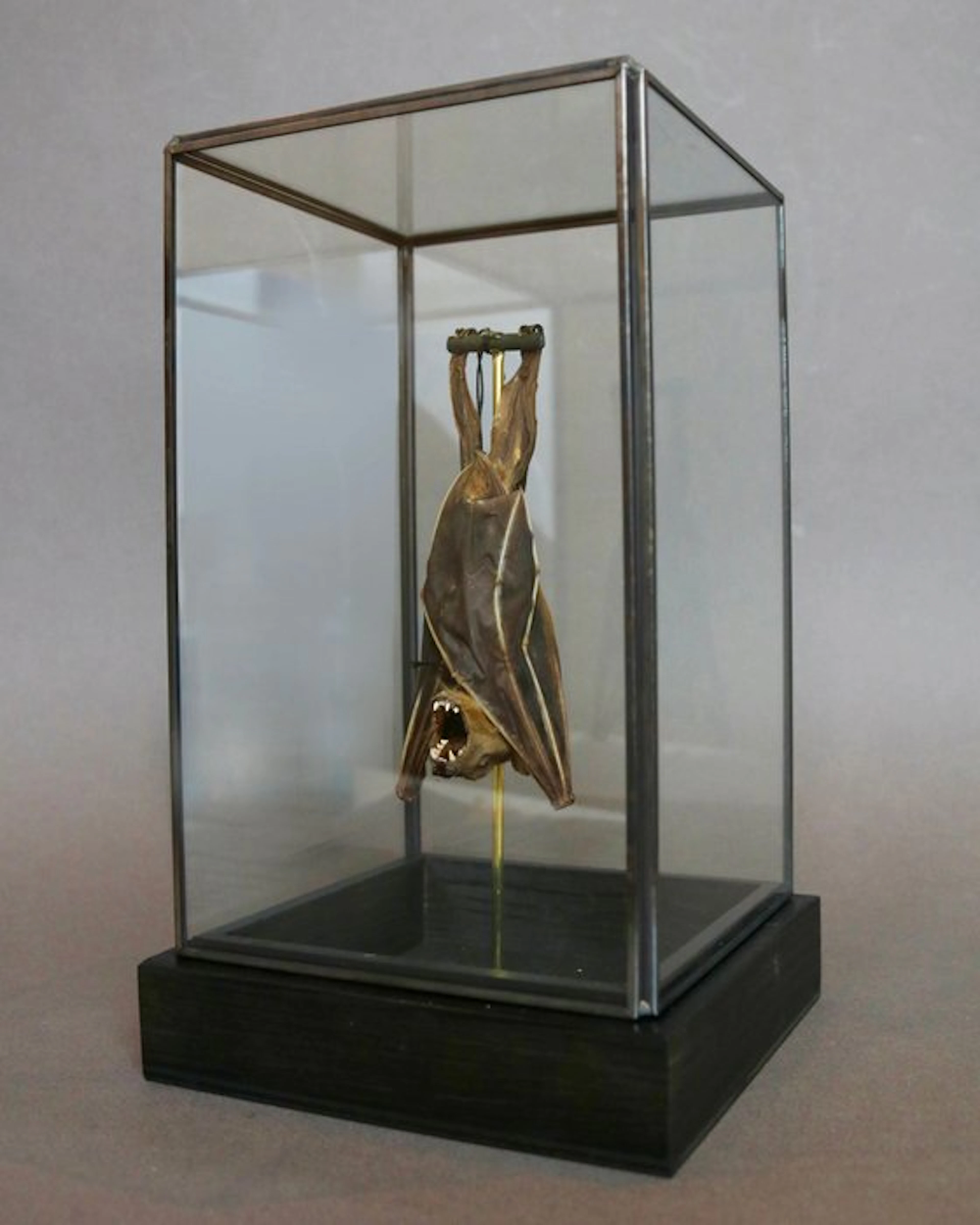 Bat Taxidermy full body mount - Cynopterus minutus - 23...