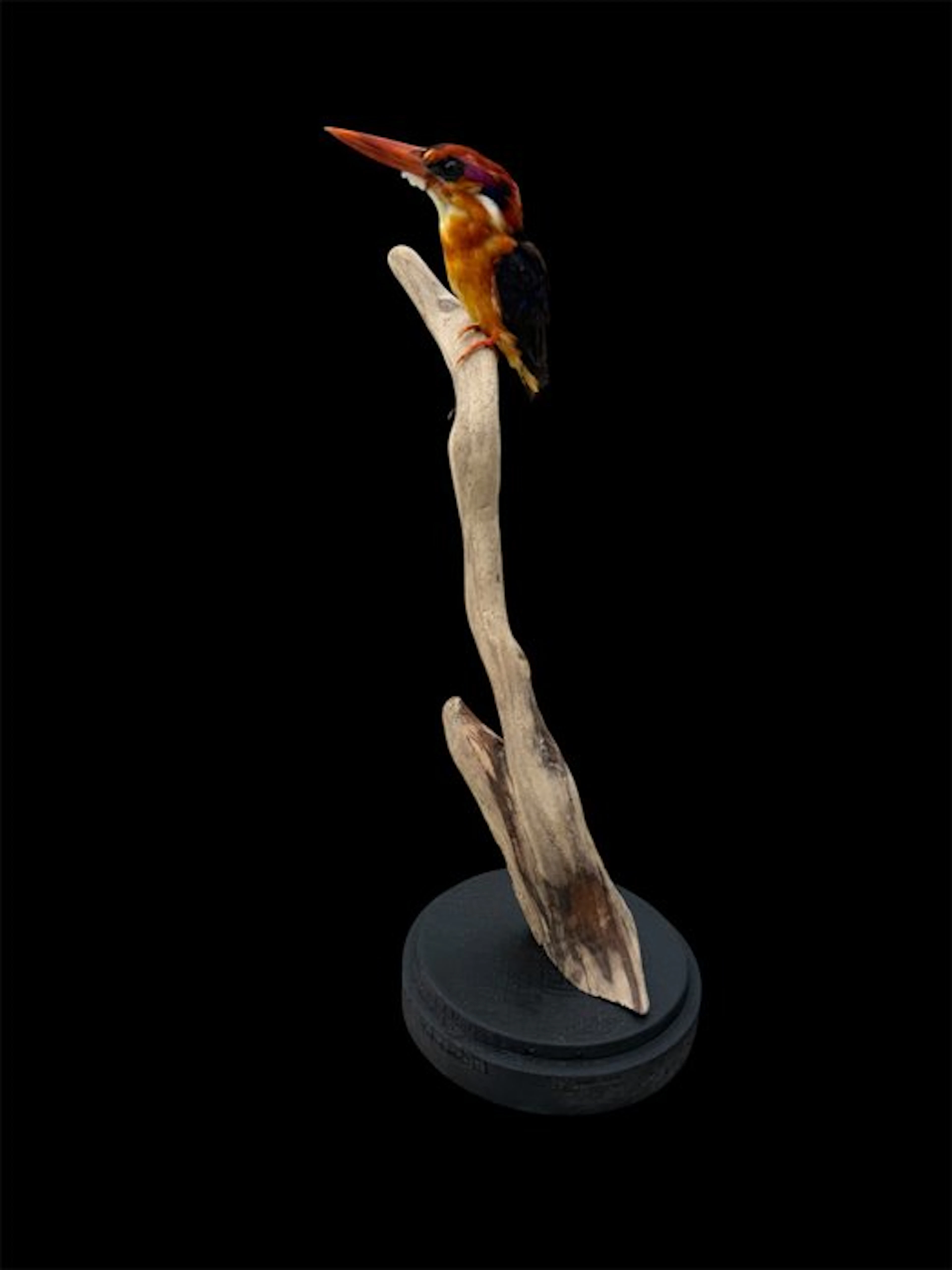 Kingfisher Taxidermy full body mount - Ceyx erithaca - 24...