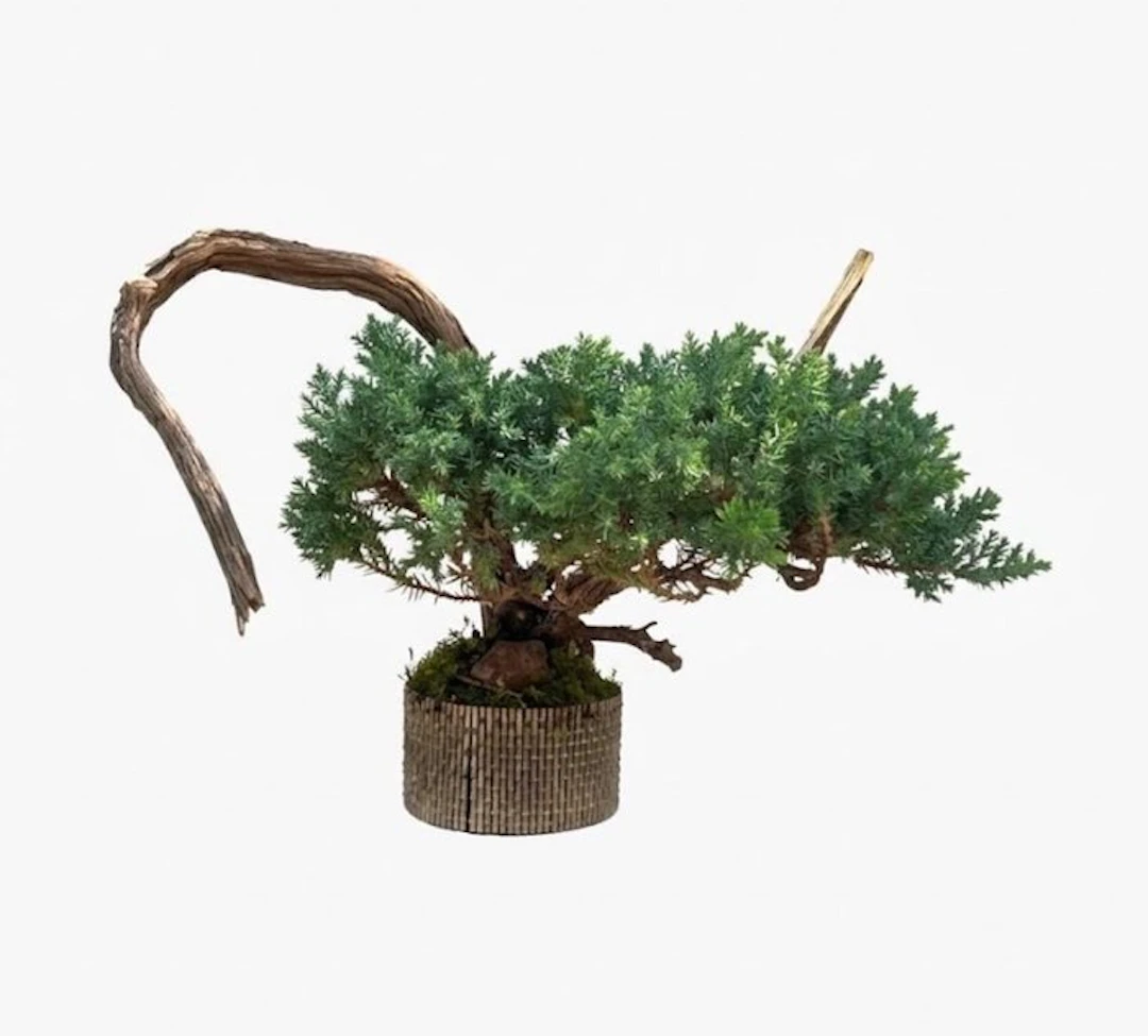 Juniper bonsai (Juniperus) - Height (Tree): 18 cm - Depth (Tree): 36 cm - Japan