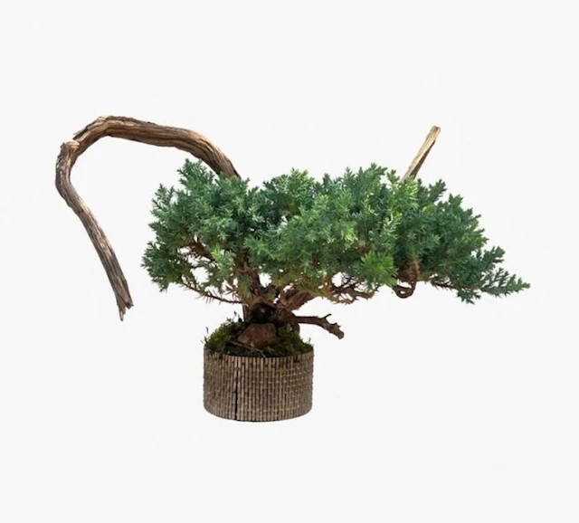 Juniper bonsai (Juniperus) - Height (Tree): 18 cm - Depth (Tree): 36 cm - Japan