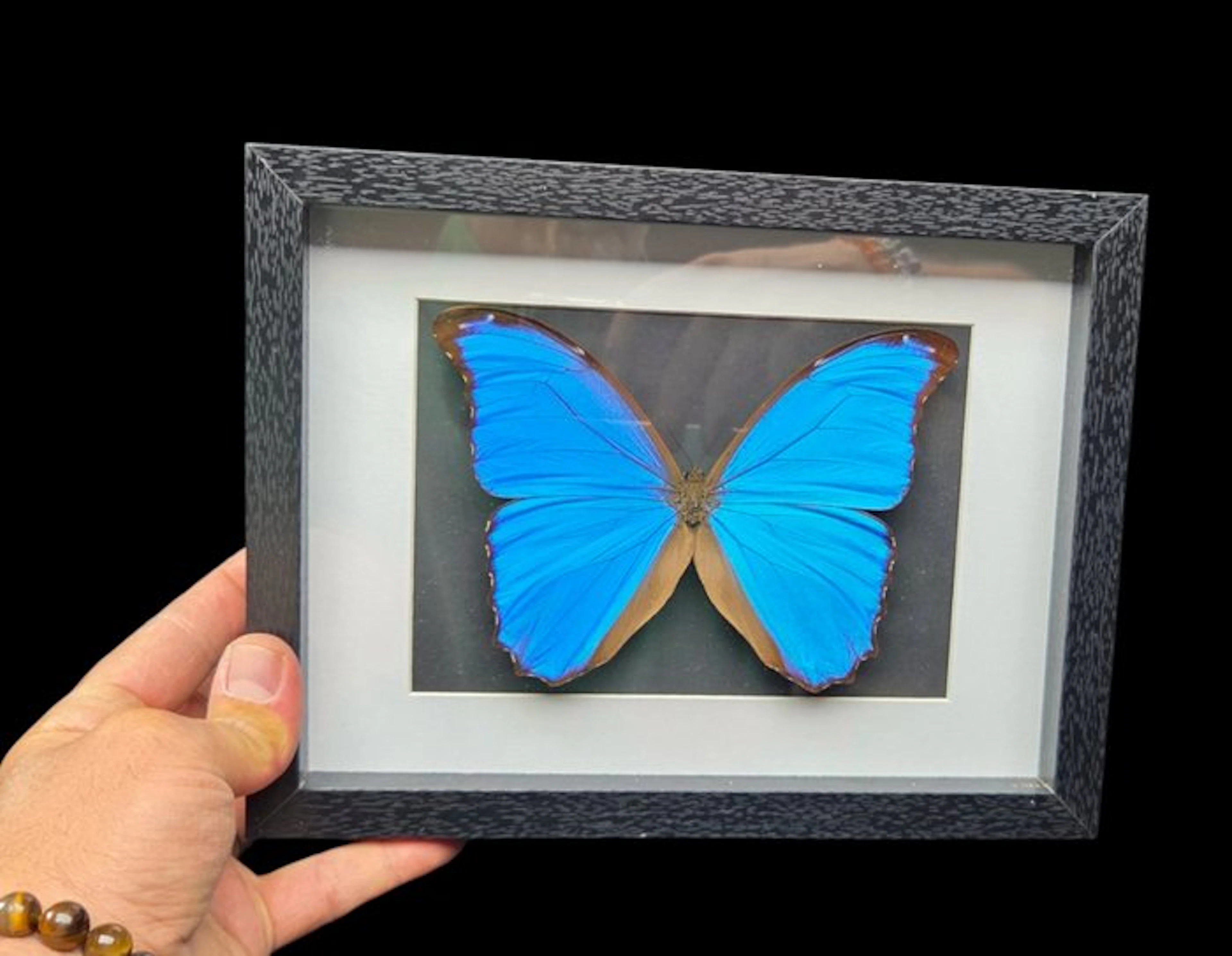 Fabulous big butterfly Morpho sp. - 26x20 cm farm - Diorama - 1960-1970