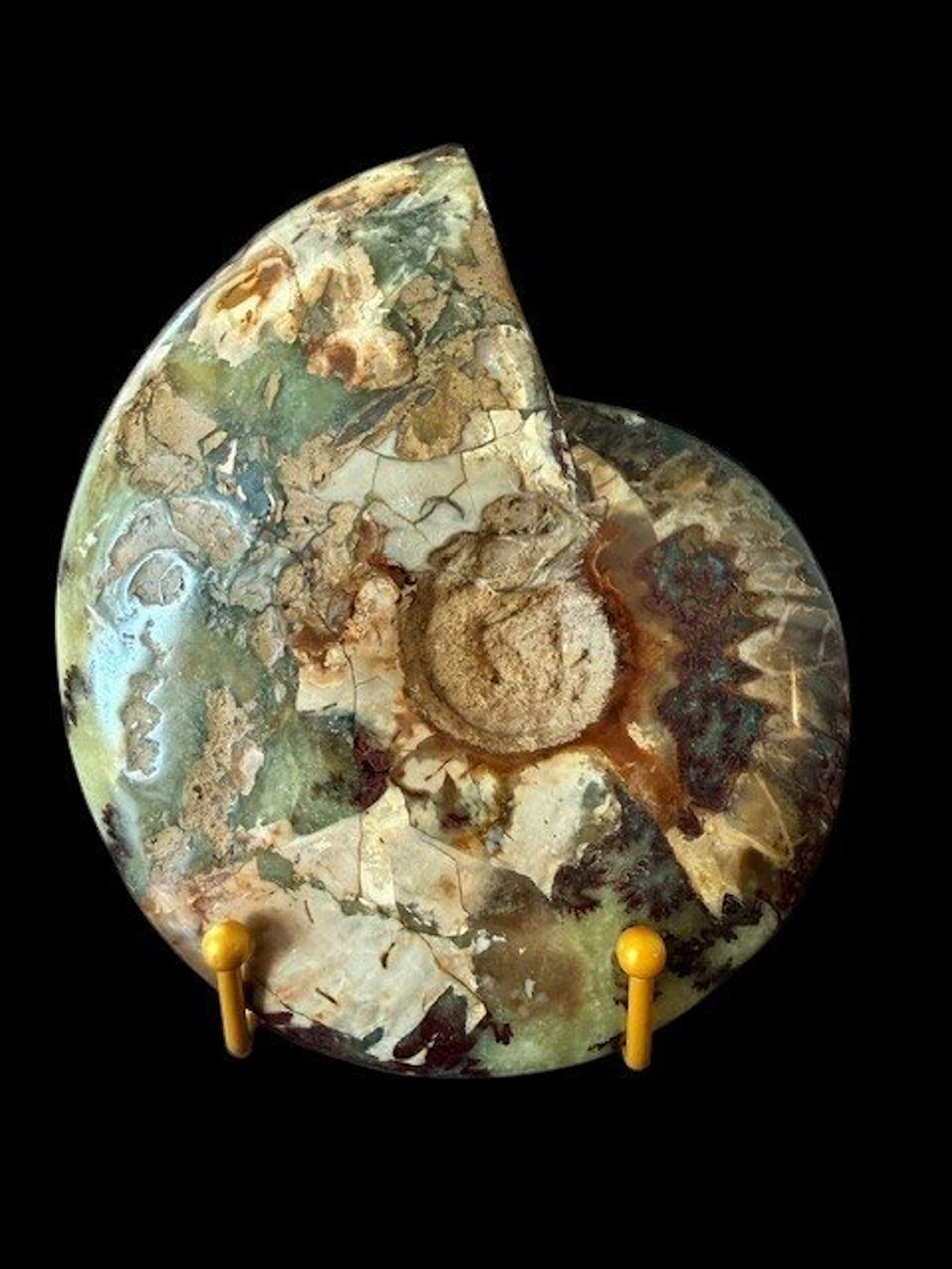 Cleoniceras besairiei - Fossilised shell - 15 cm - 18 cm
