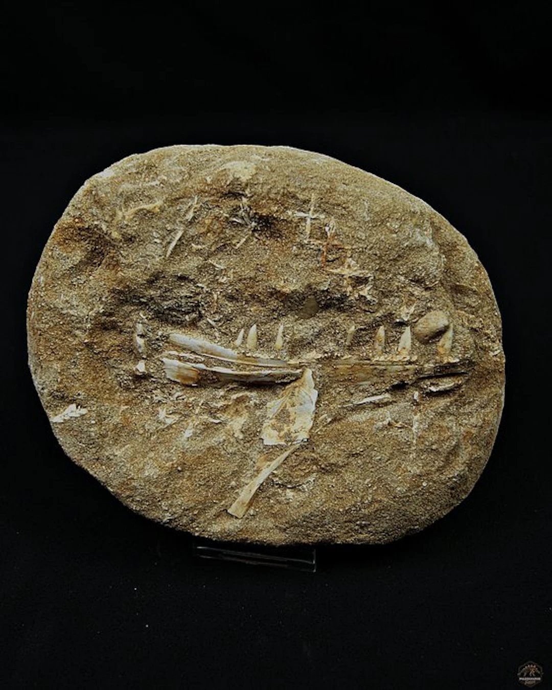 Mandible of Enchodus libycus - Fossil mandible bone