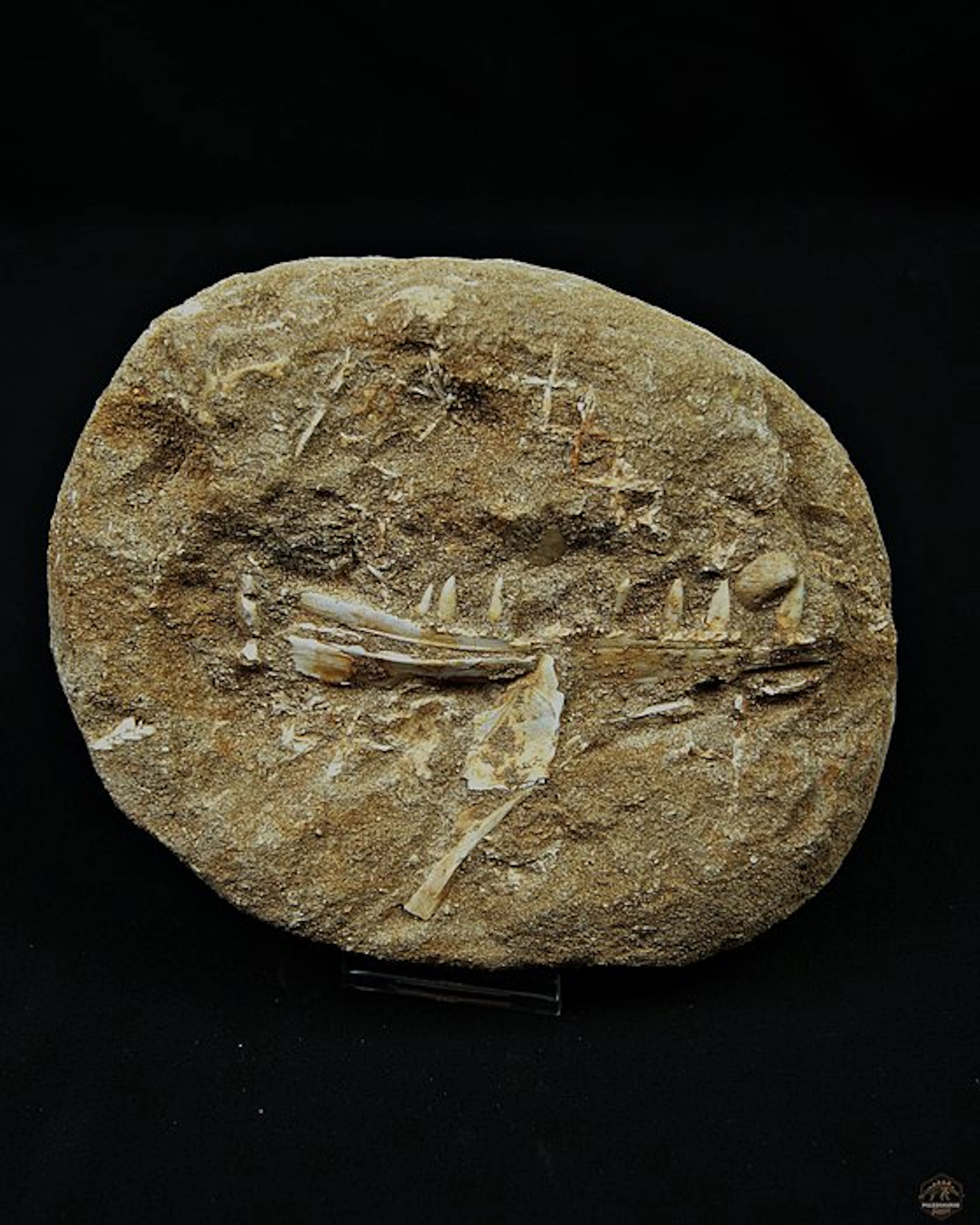 Mandible of Enchodus libycus - Fossil mandible bone
