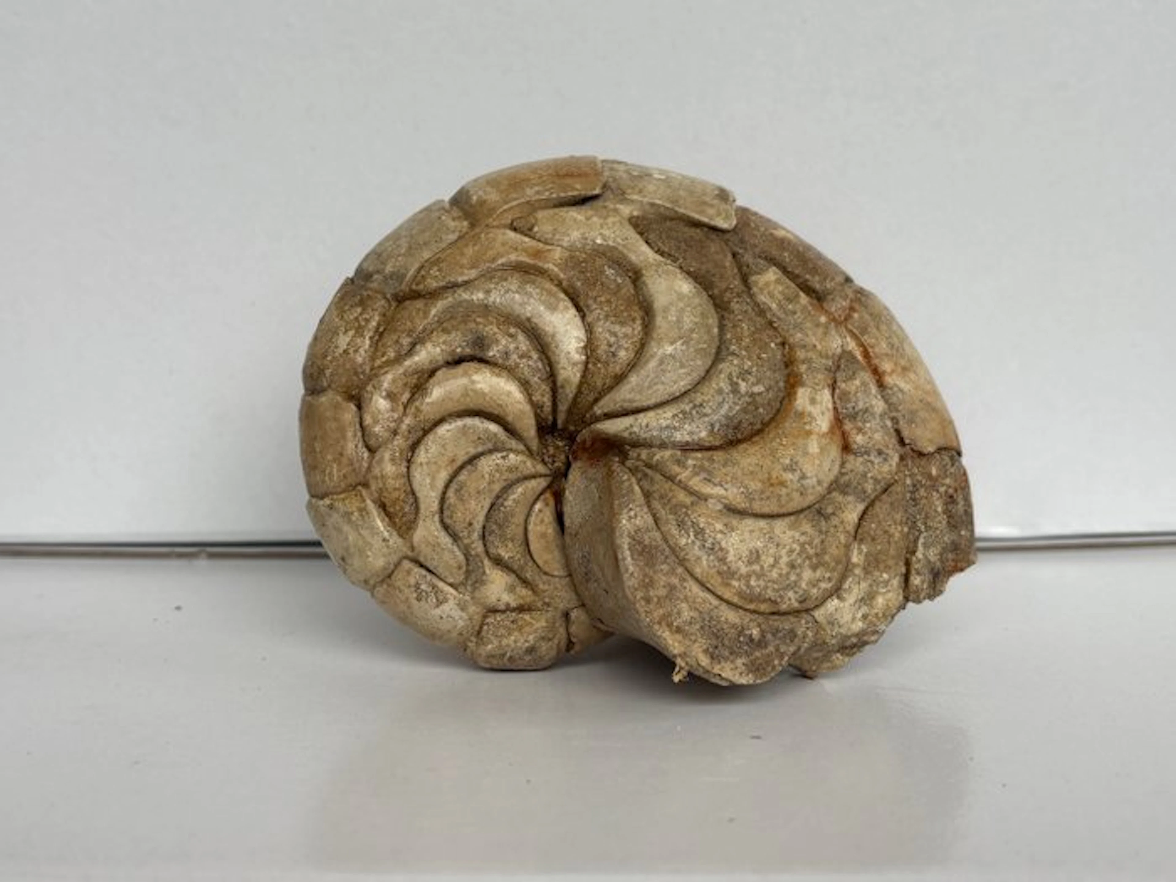 Nautiloid - Fossil skeleton - Aturia - 10 cm - 13 cm