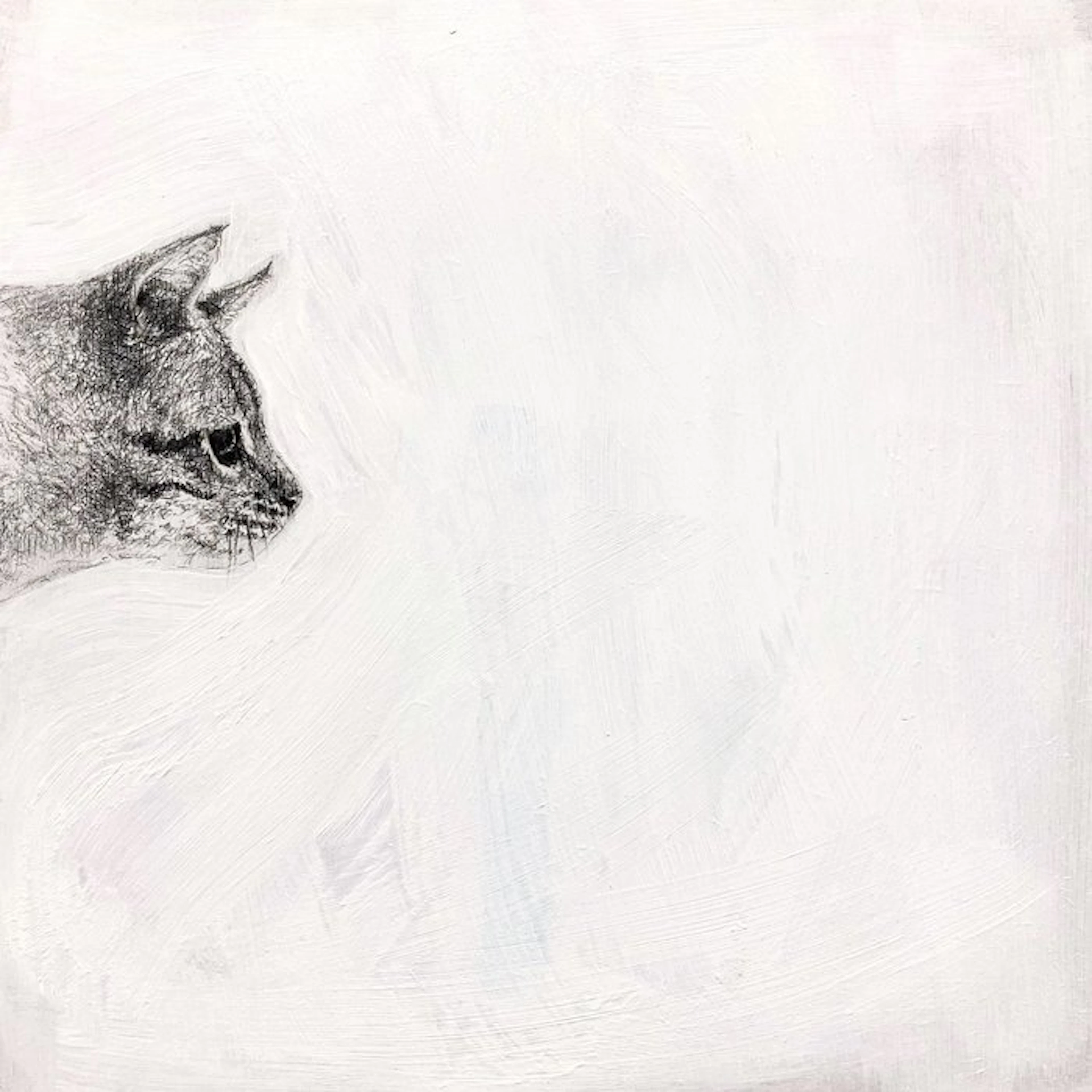 Irma - Gatto grigio