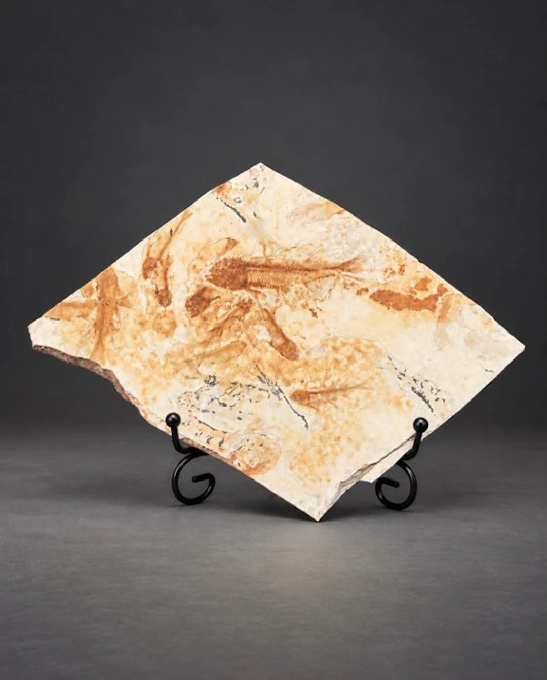 Fish - Fossil matrix - Lycoptera - 15 cm - 20 cm