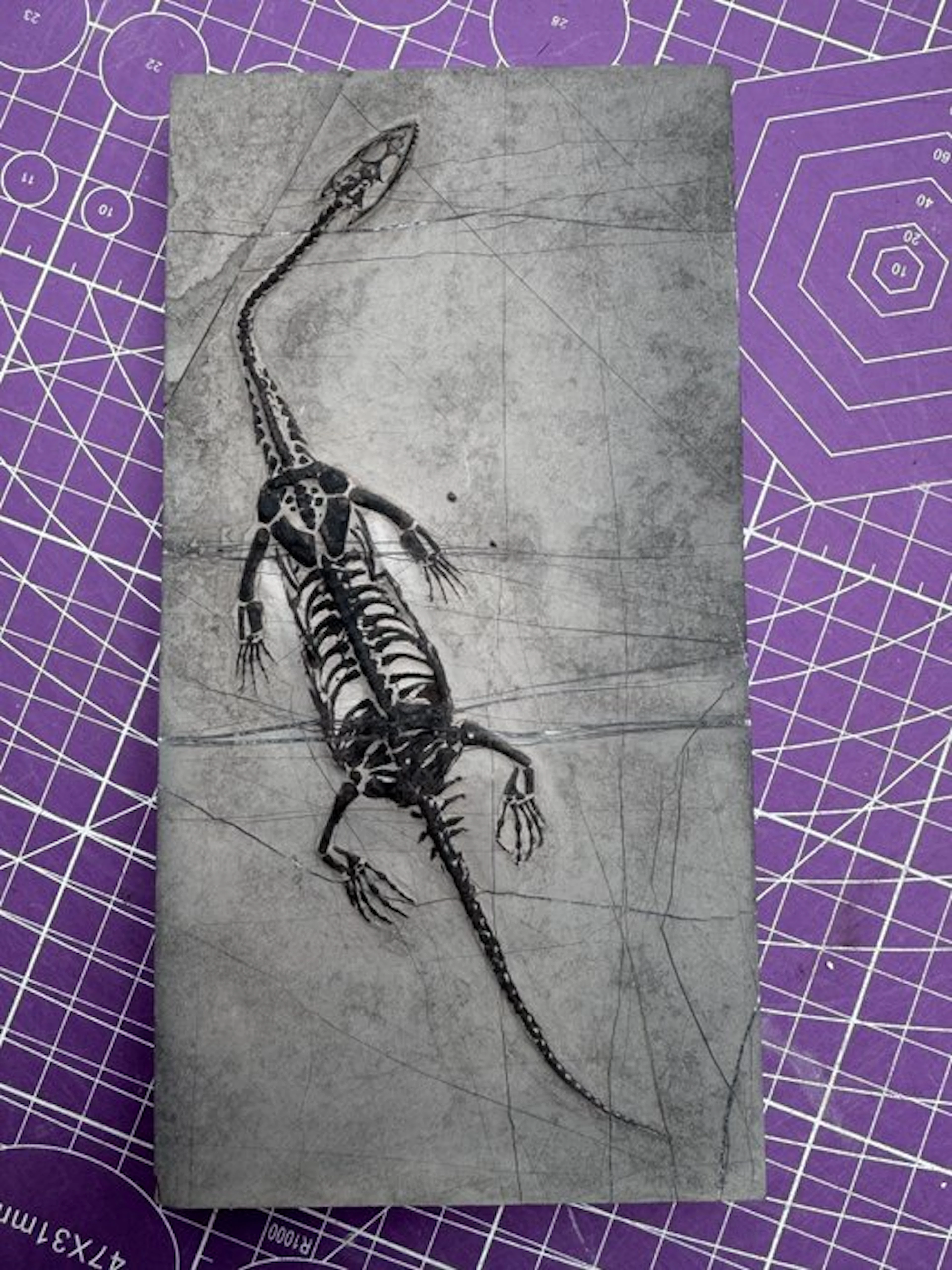 Fossil reptile: Keichousaurus - a rare testimony from the...