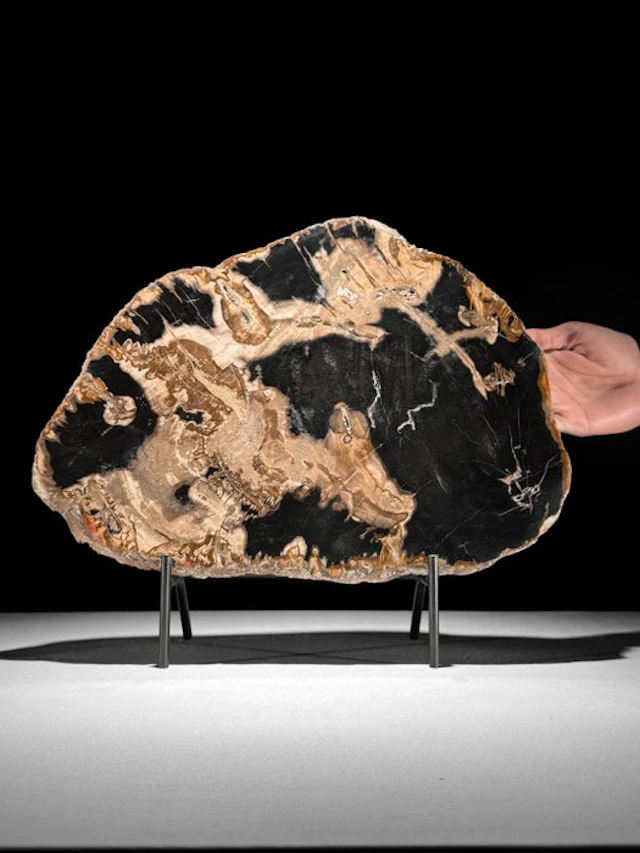 C - Beautiful Slice of Petrified Wood on a custom stand...