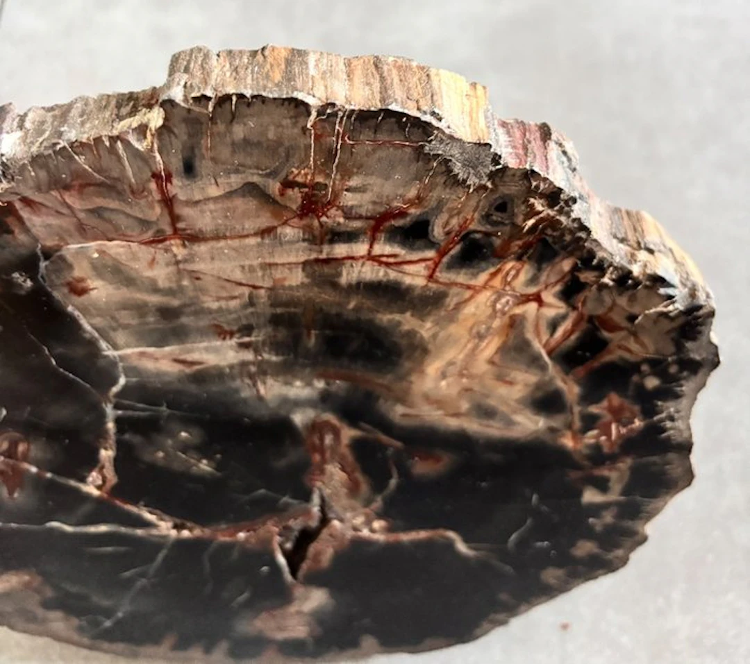 Fossil wood - Fossilised wood - 1.8 cm - 23 cm