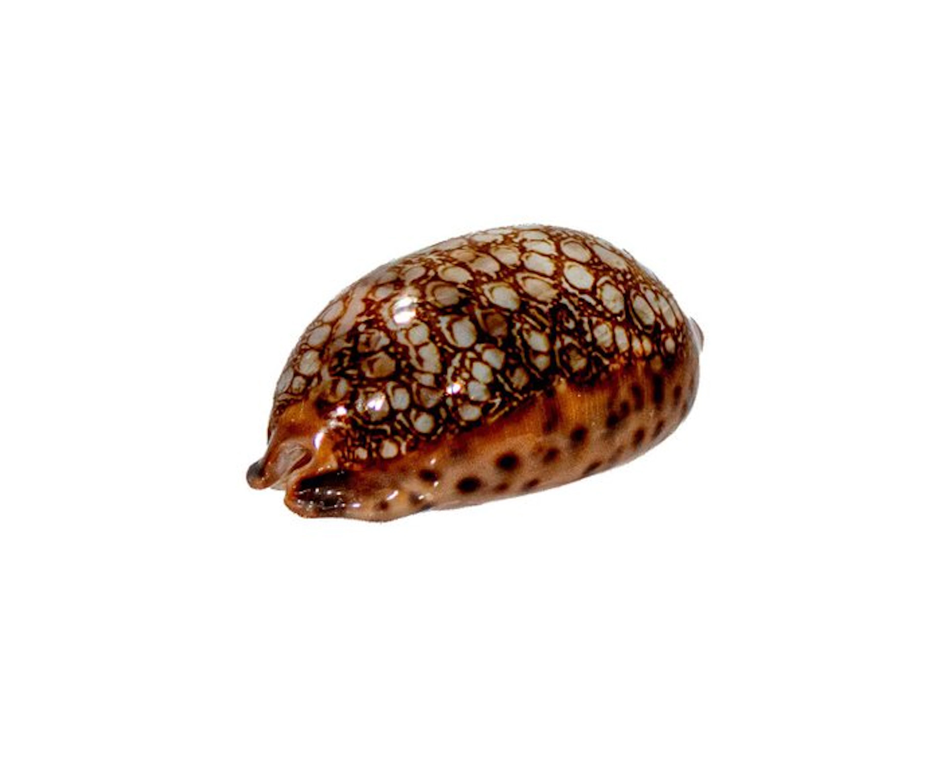 Mauritia scurra (42 mm