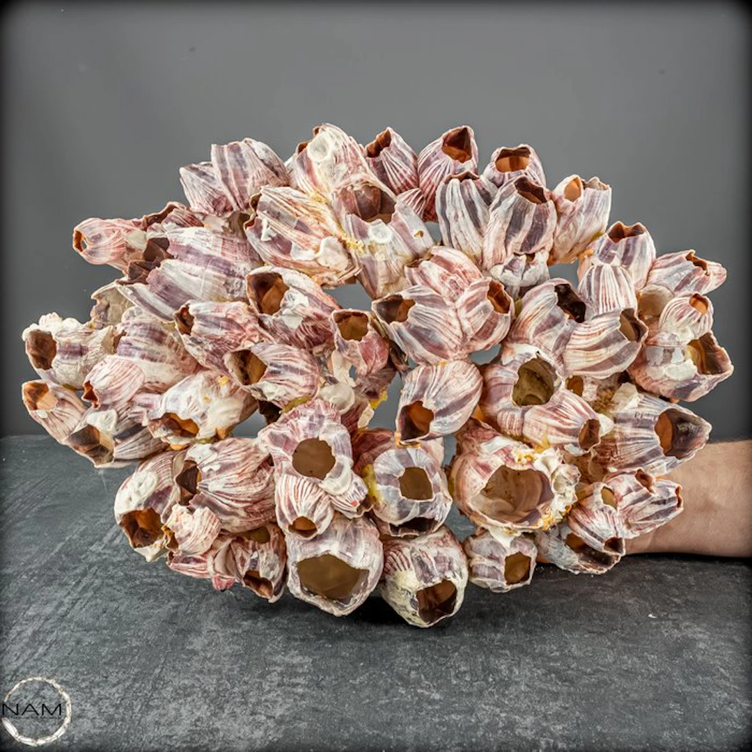 Beautiful Large Reddish- Pink Barnacle Thoracic Cluster- 887.75 g