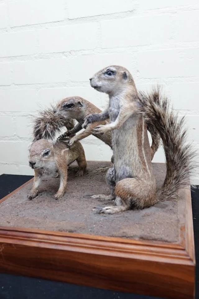 African Striped Ground Squirrels Taxidermy full body...