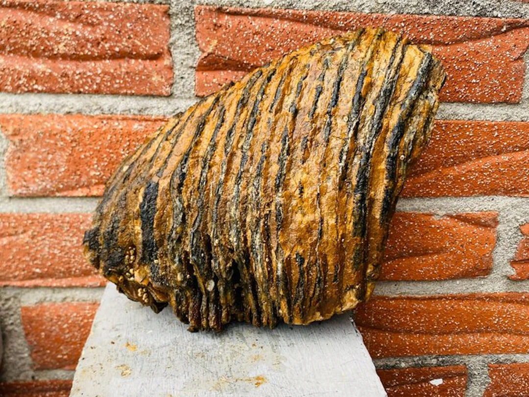 Woolly Mammoth - Fossil molar - 20 cm - 16 cm (No reserve price)