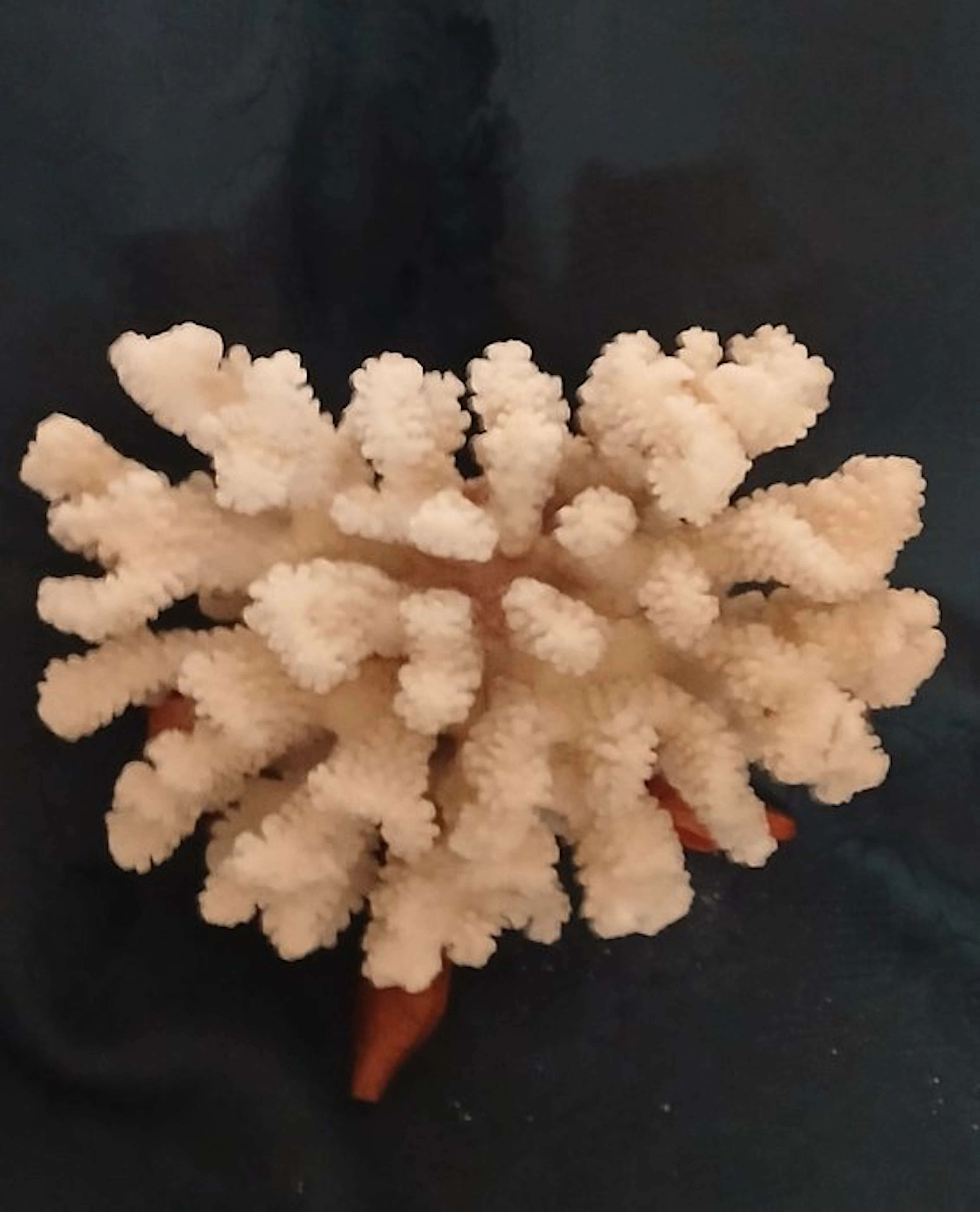 Stony Coral Coral - acropora humilis (No reserve price)