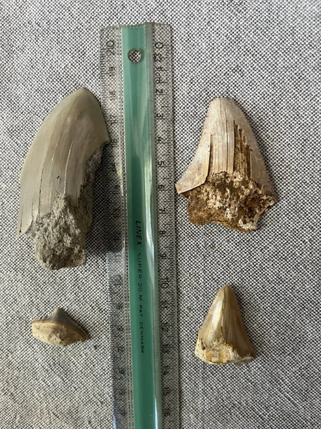 4 x Megalodon tooth 8,0 cm