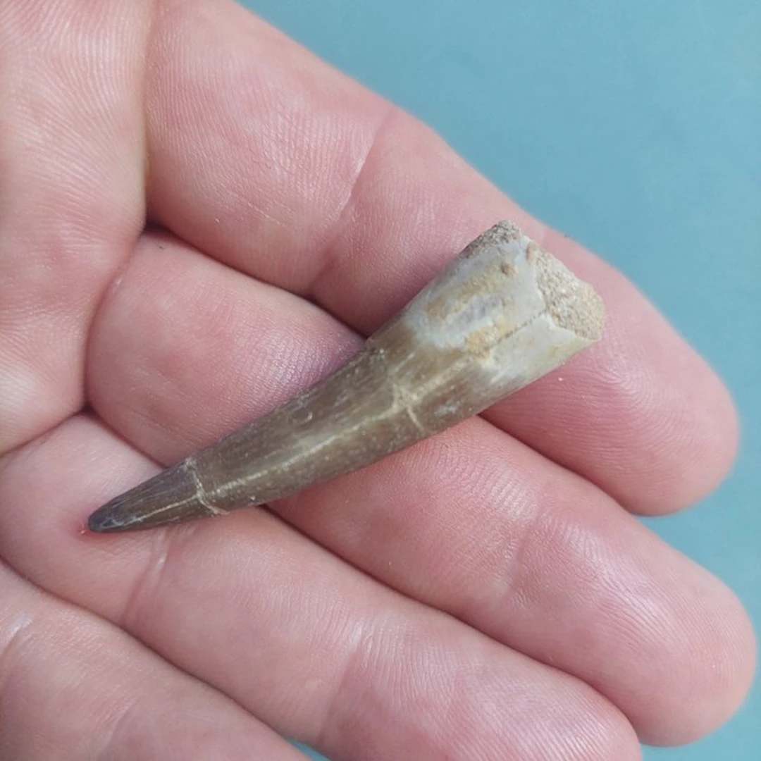 Marine reptile - Fossil tooth - Plesiosaurus - 55 mm - 15 mm (No reserve price)