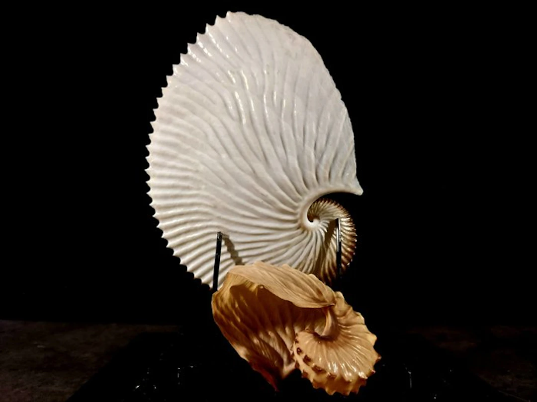 rare pair of collectible paper shells Taxidermy full body...