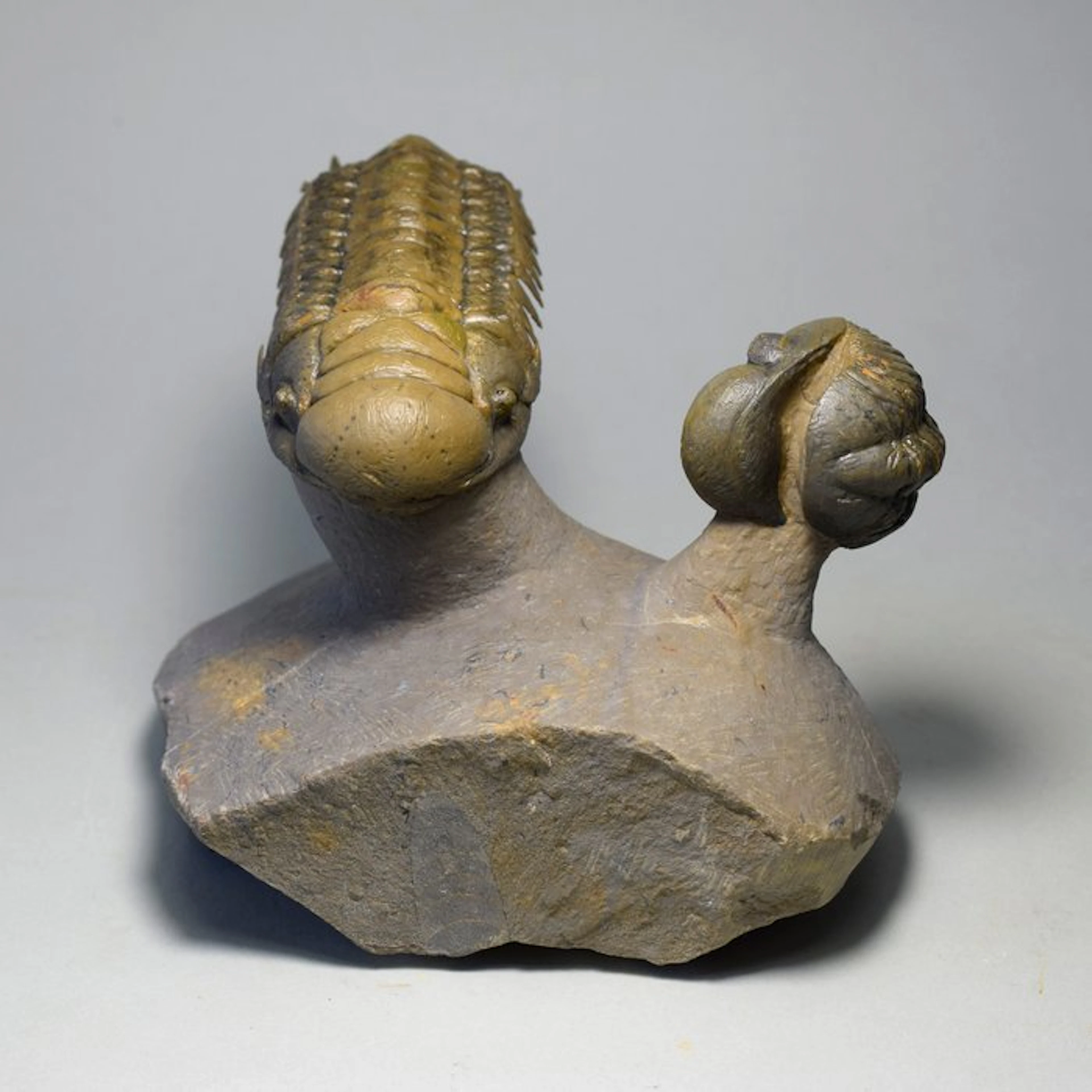 Gorgeous trilobite combo - Fossilised animal - “flying” Crotalocephalina gr