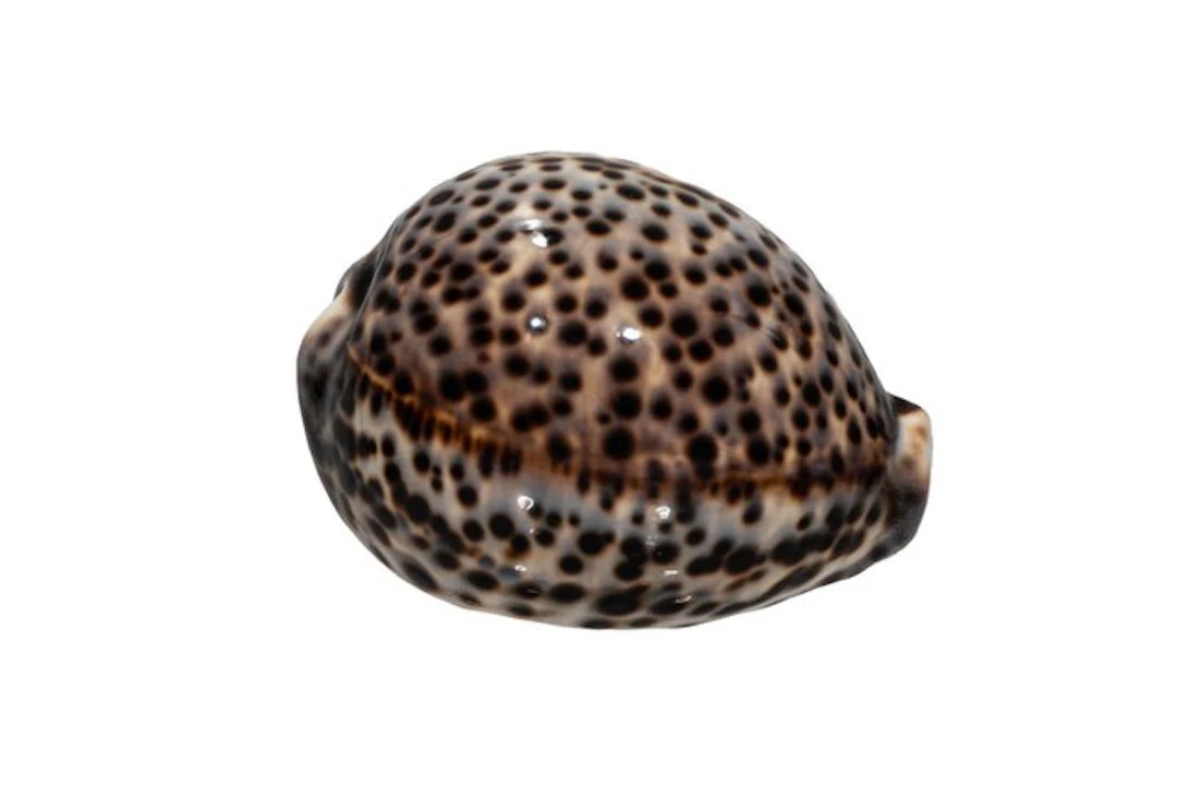 Cypraea tigris (85 mm