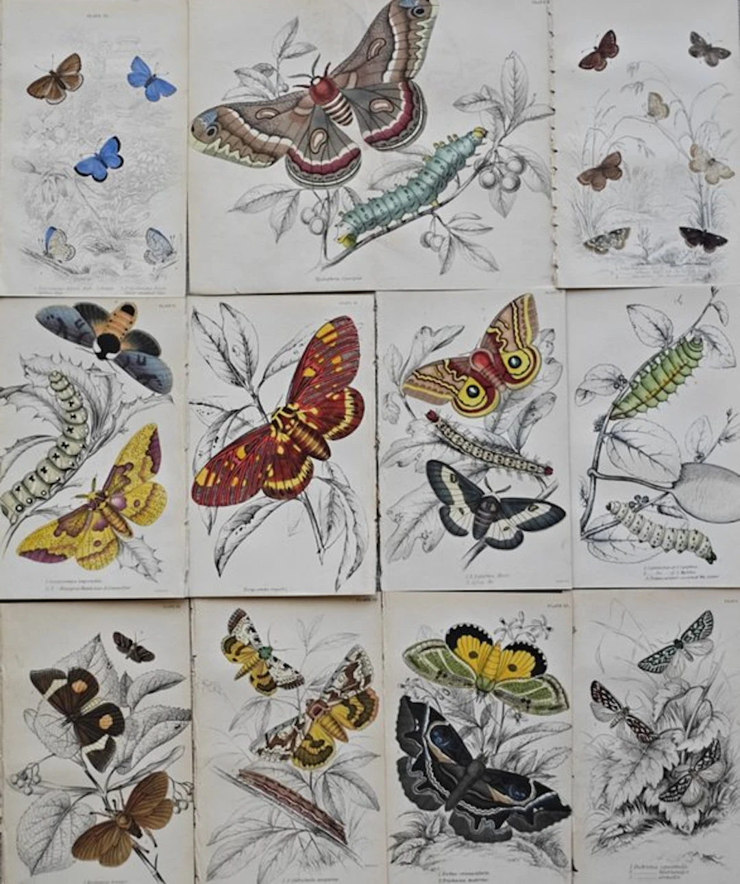 Sir William Jardine (1800–1874) - Lot of 11 plates "The...
