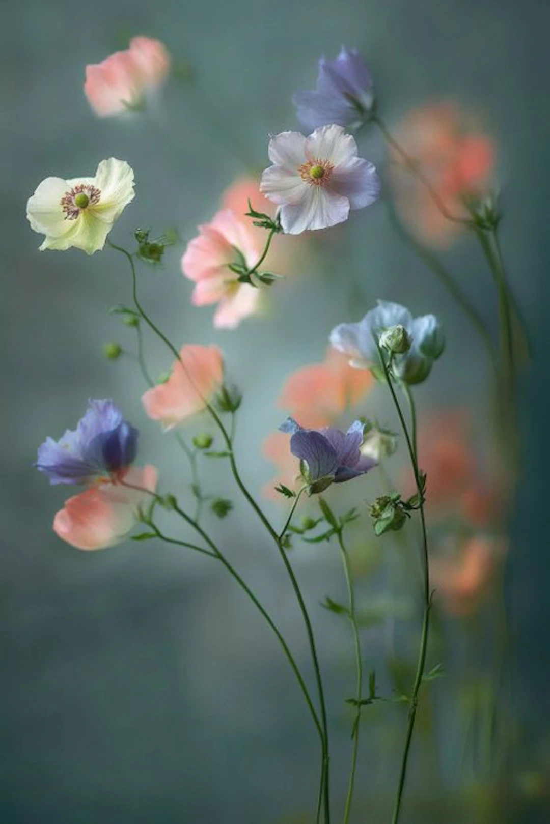 Viet Ha Tran - Fragile