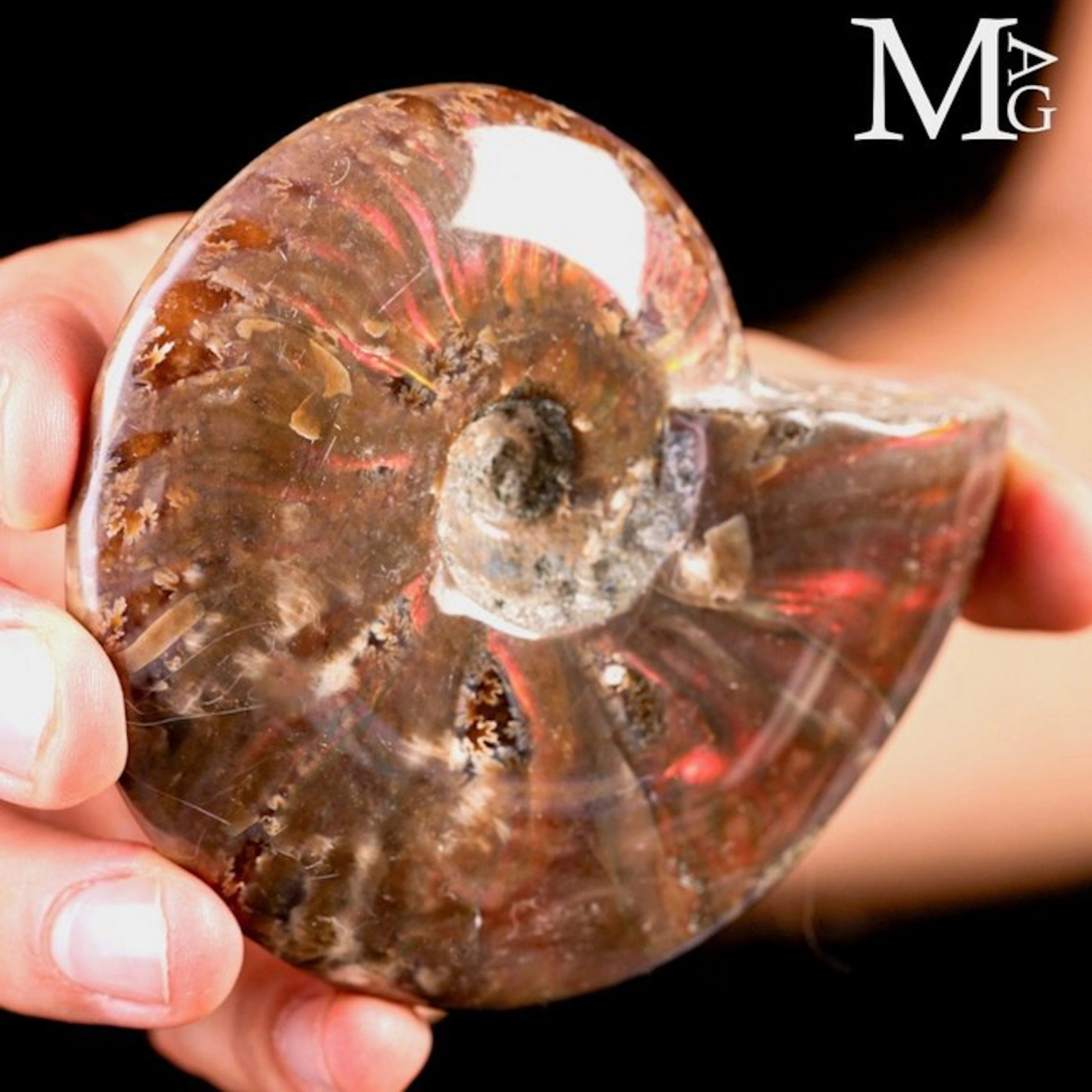 Red Opalescent Cleoniceras Ammonite from the Cretaceous...