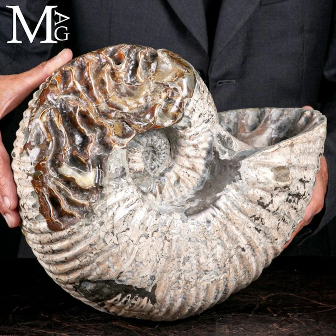 Exceptional Cretaceous Ammonite Fossil with Gemmy Calcite...