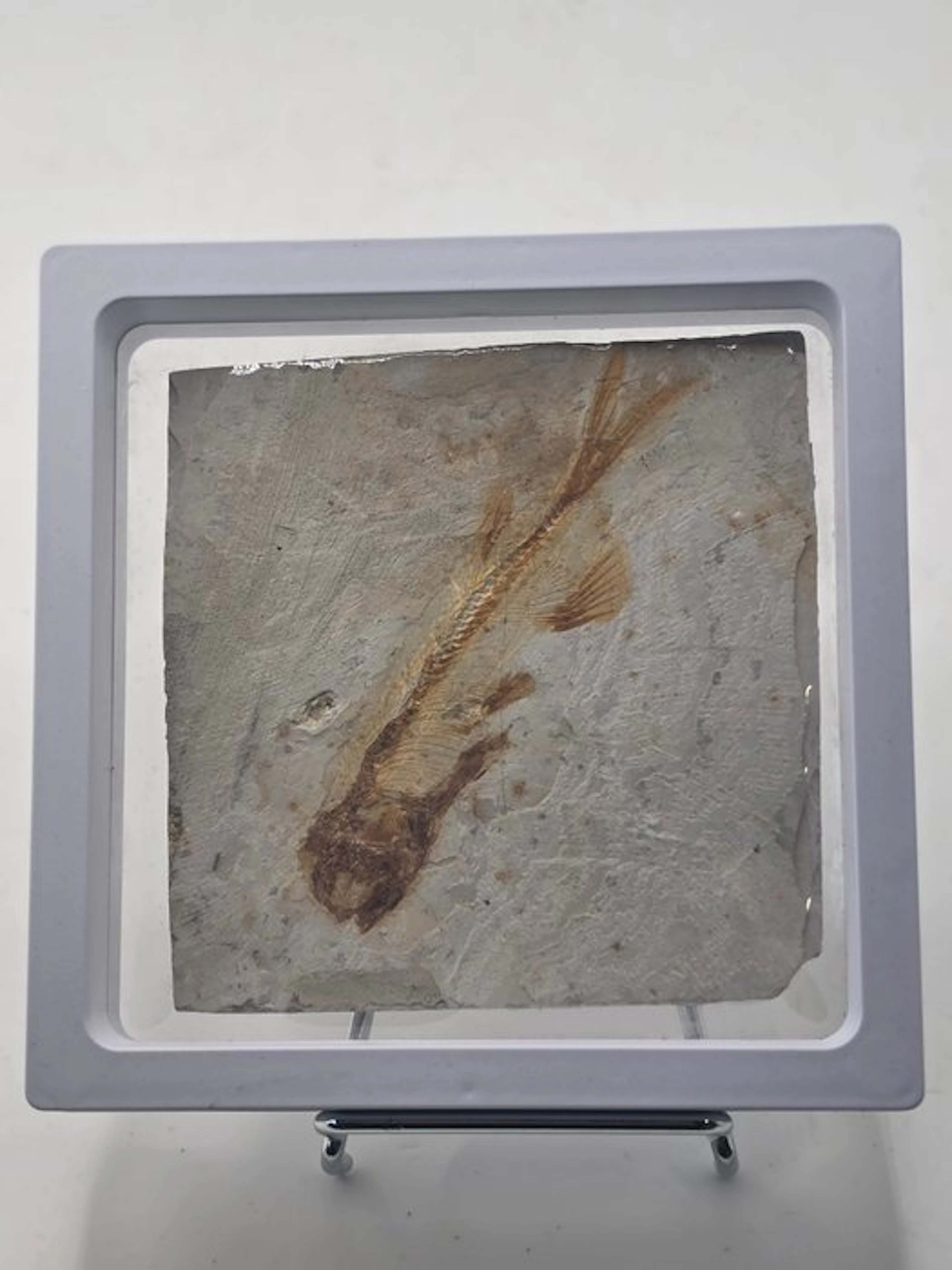 Fish - Fossilised animal - Lycoptera - 11 cm (No reserve price)