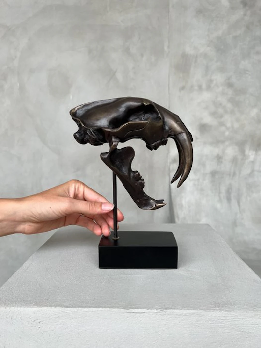 Sculpture, NO RESERVE PRICE - Smilodon - 20 cm - Bronze